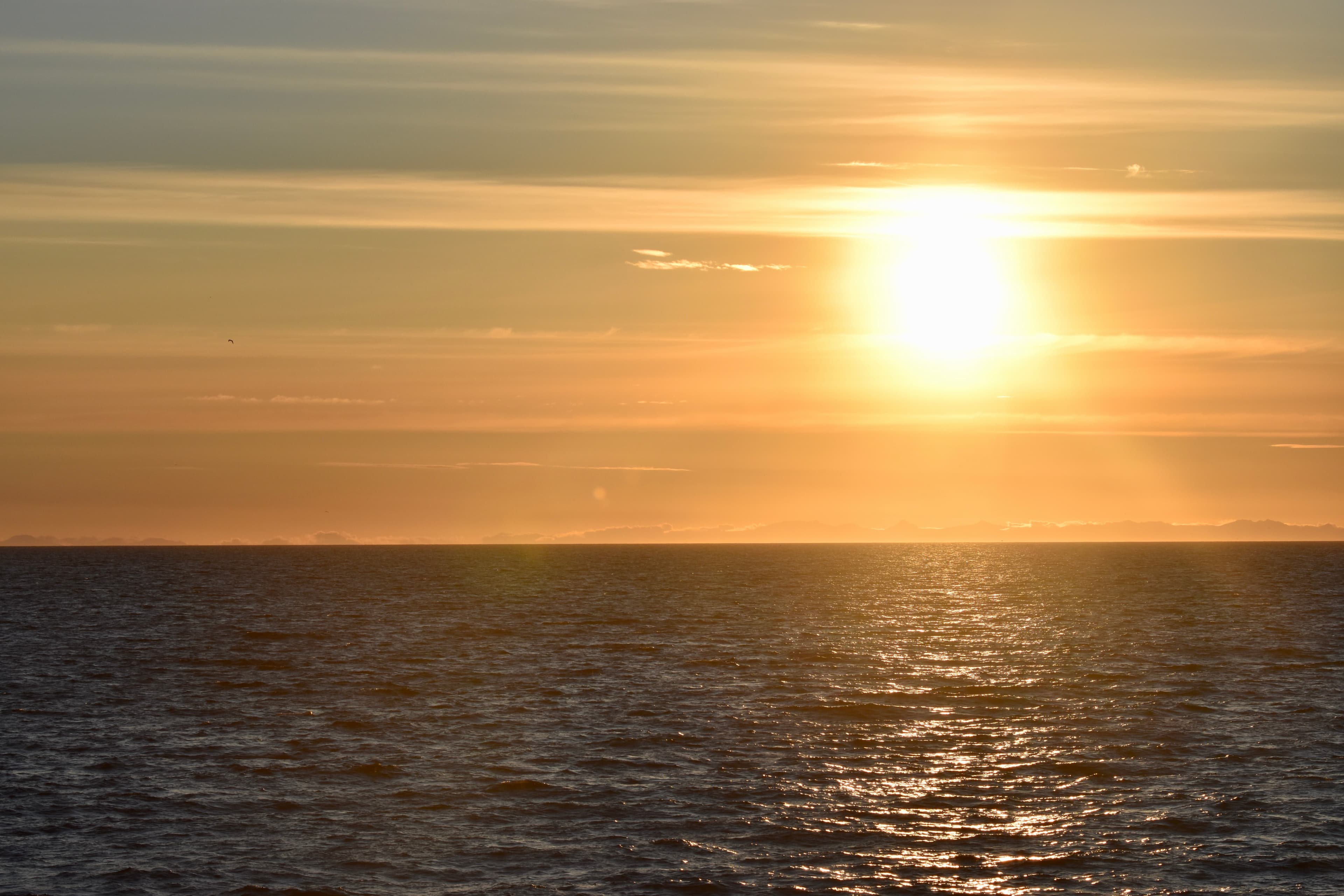Reykjavík Classic Whales in the Midnight Sun - photo 25
