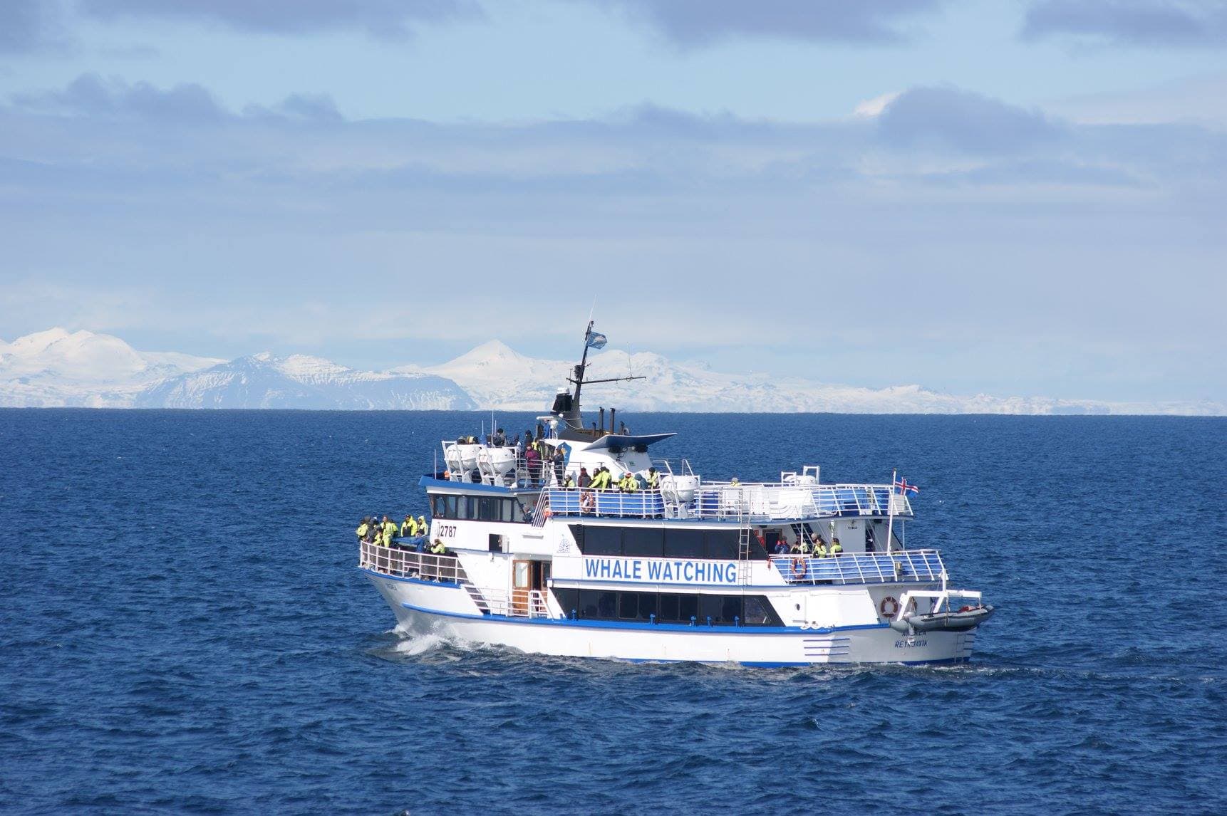 Whale Watching - photo 3