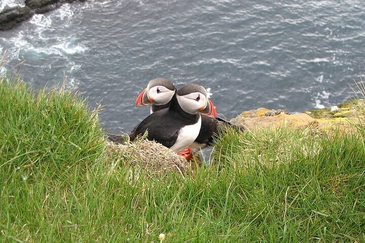 Whale Watching & Dolphin Yacht Cruise - photo 14