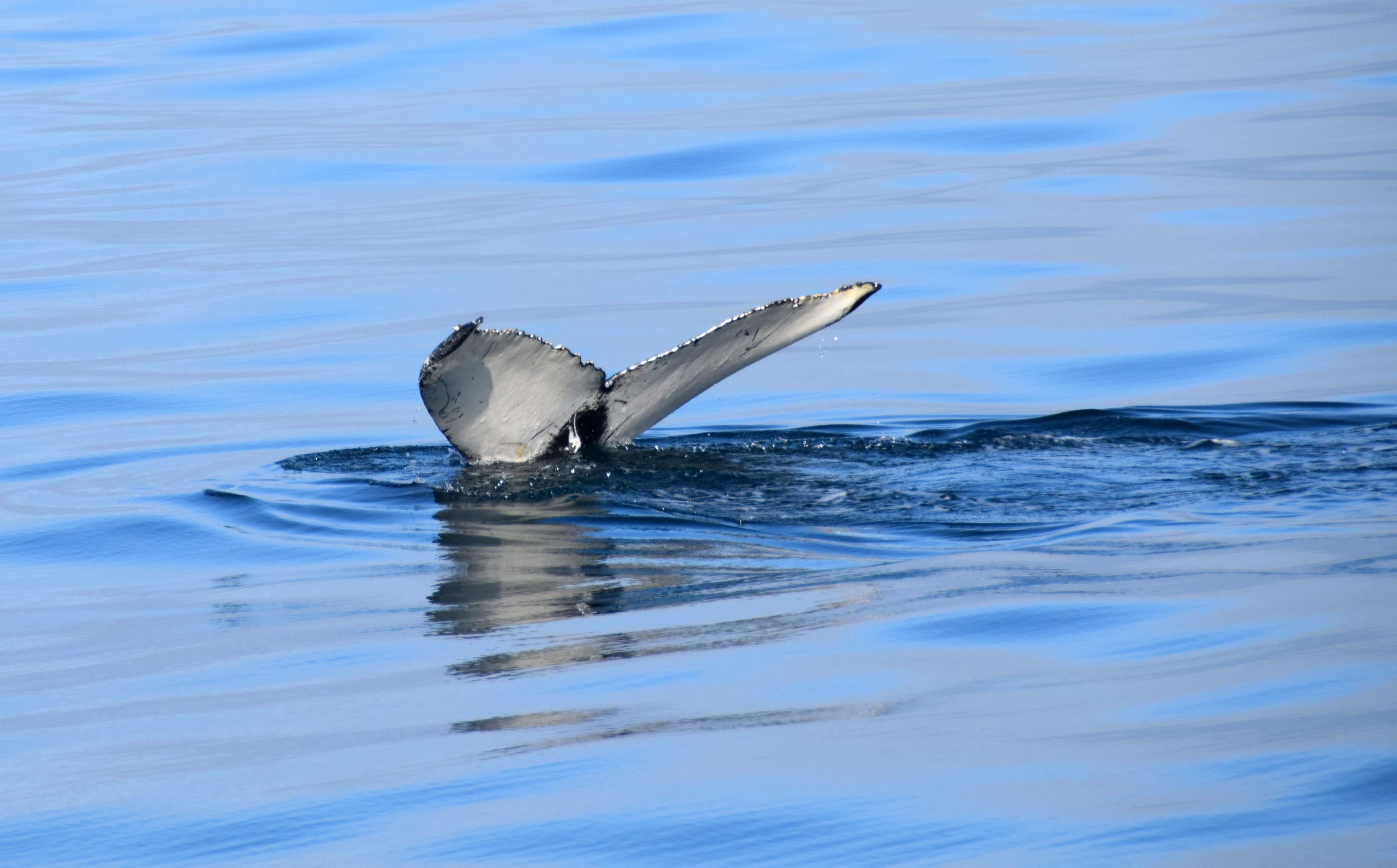Whales & Sea Angling - photo 4