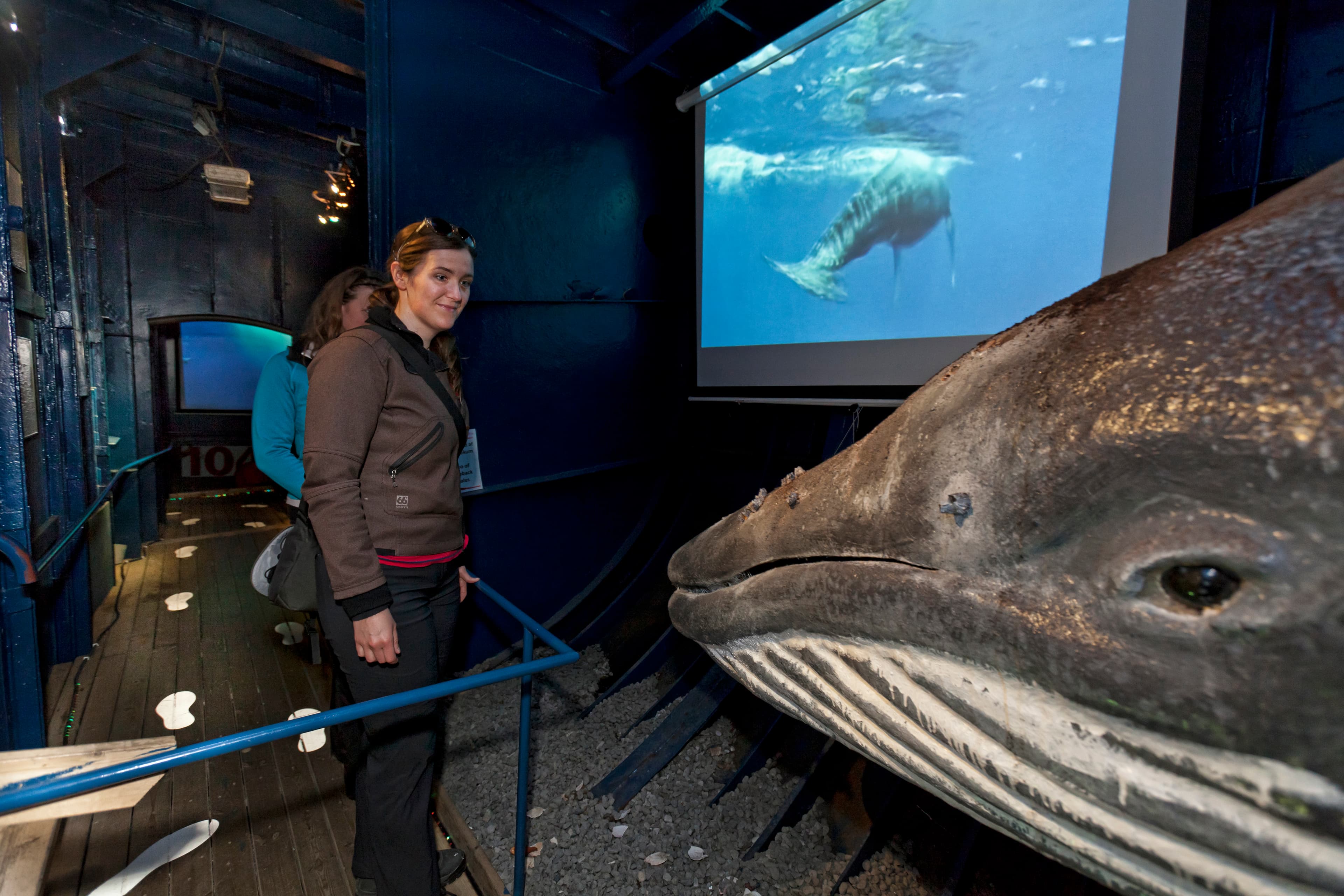 Reykjavík Classic Whale Watching  - photo 39