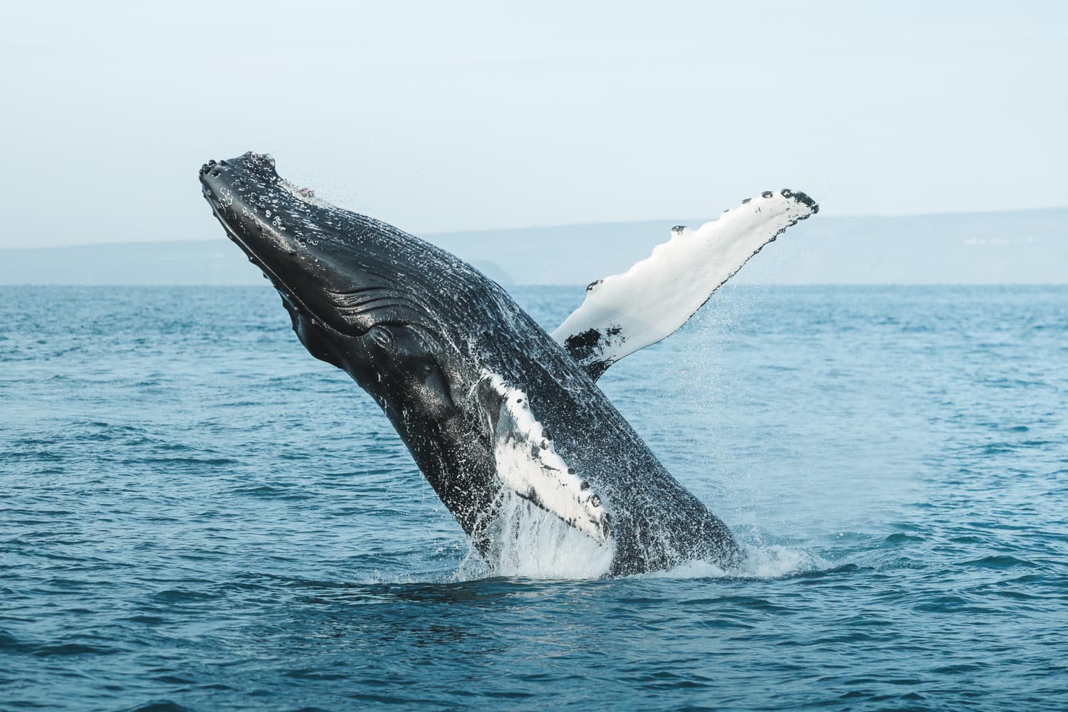 Whales and Horses - photo 2