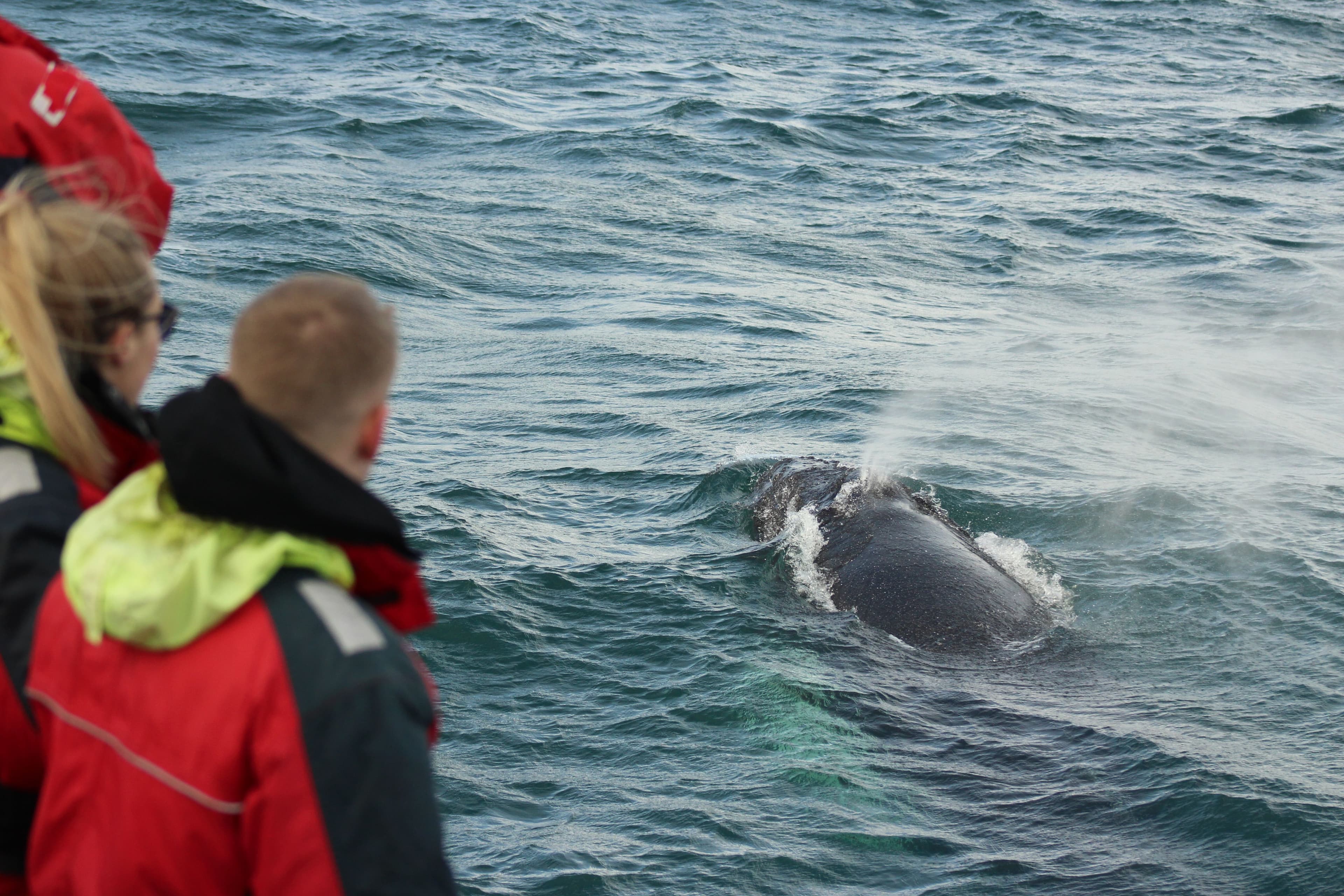 Reykjavík Classic Whale Watching  - photo 16
