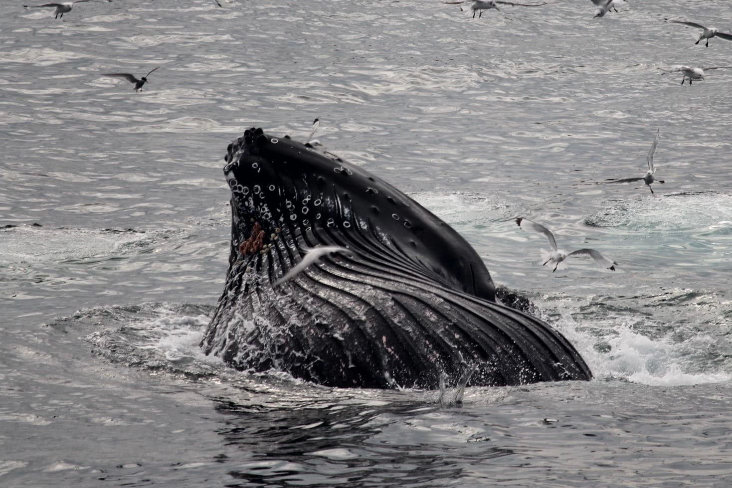 Reykjavík Classic Whale Watching  - photo 23
