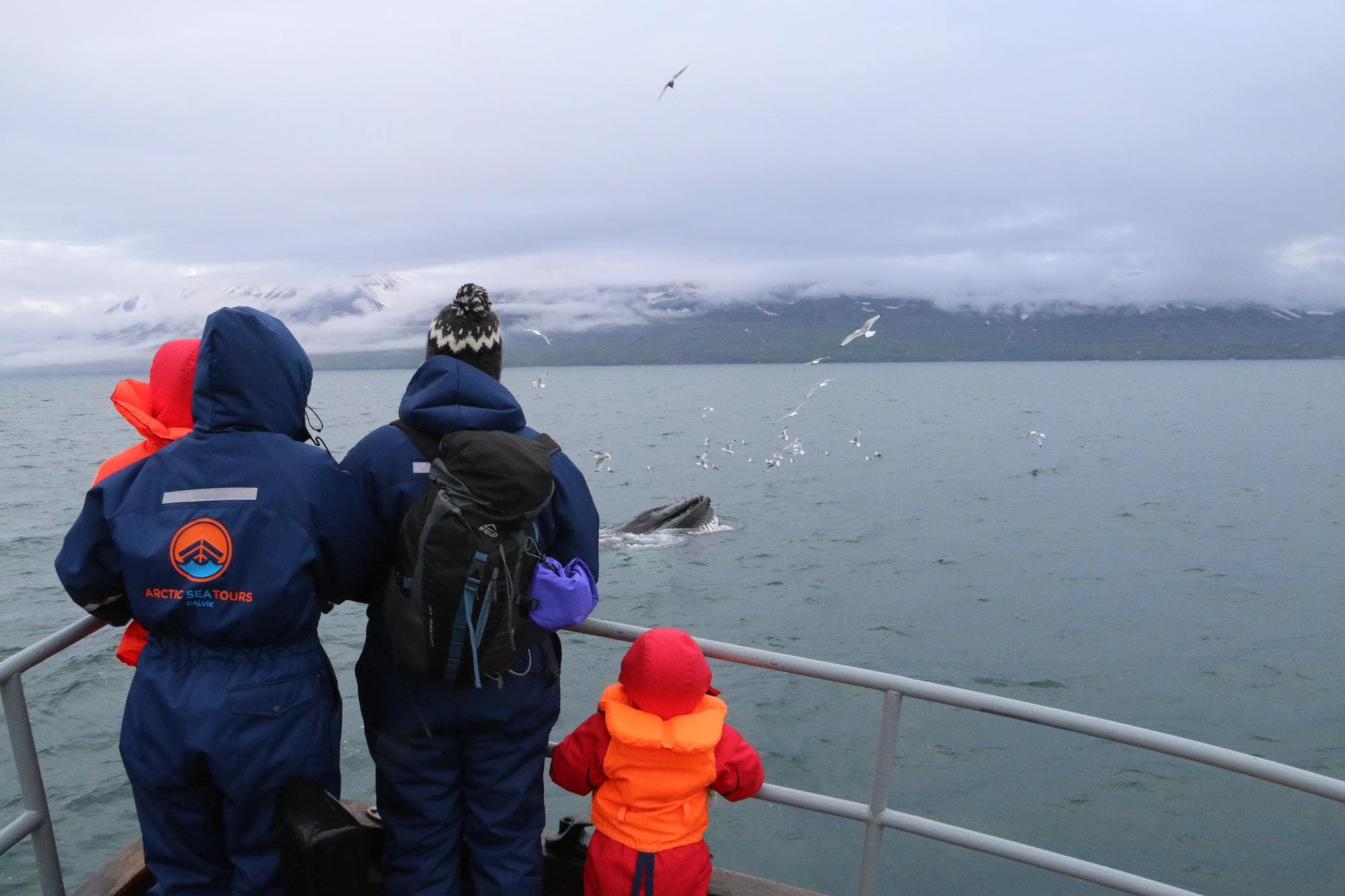 Classic Whale Watching from Dalvík - photo 5