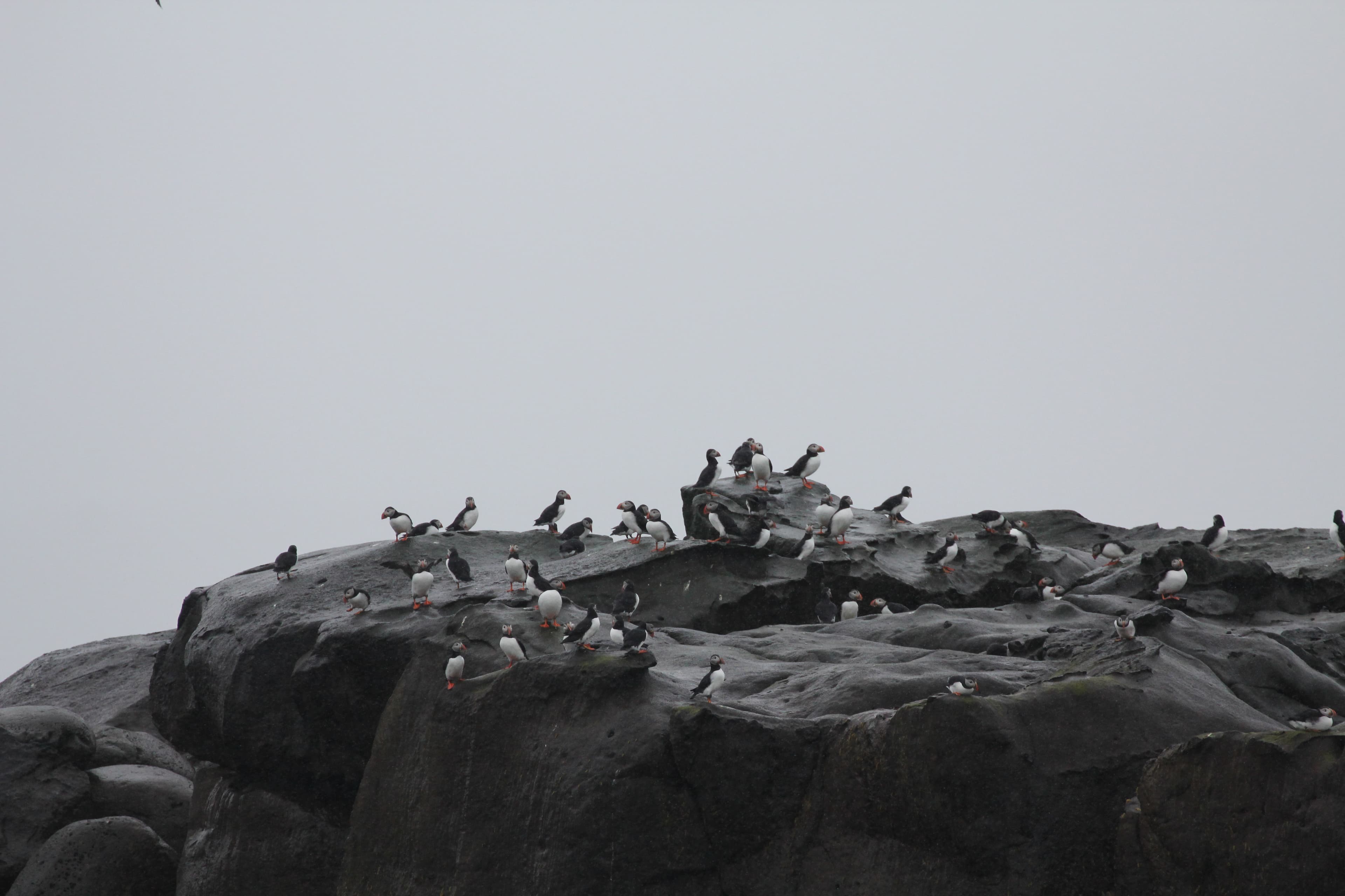 Premium Puffin Tour - photo 15