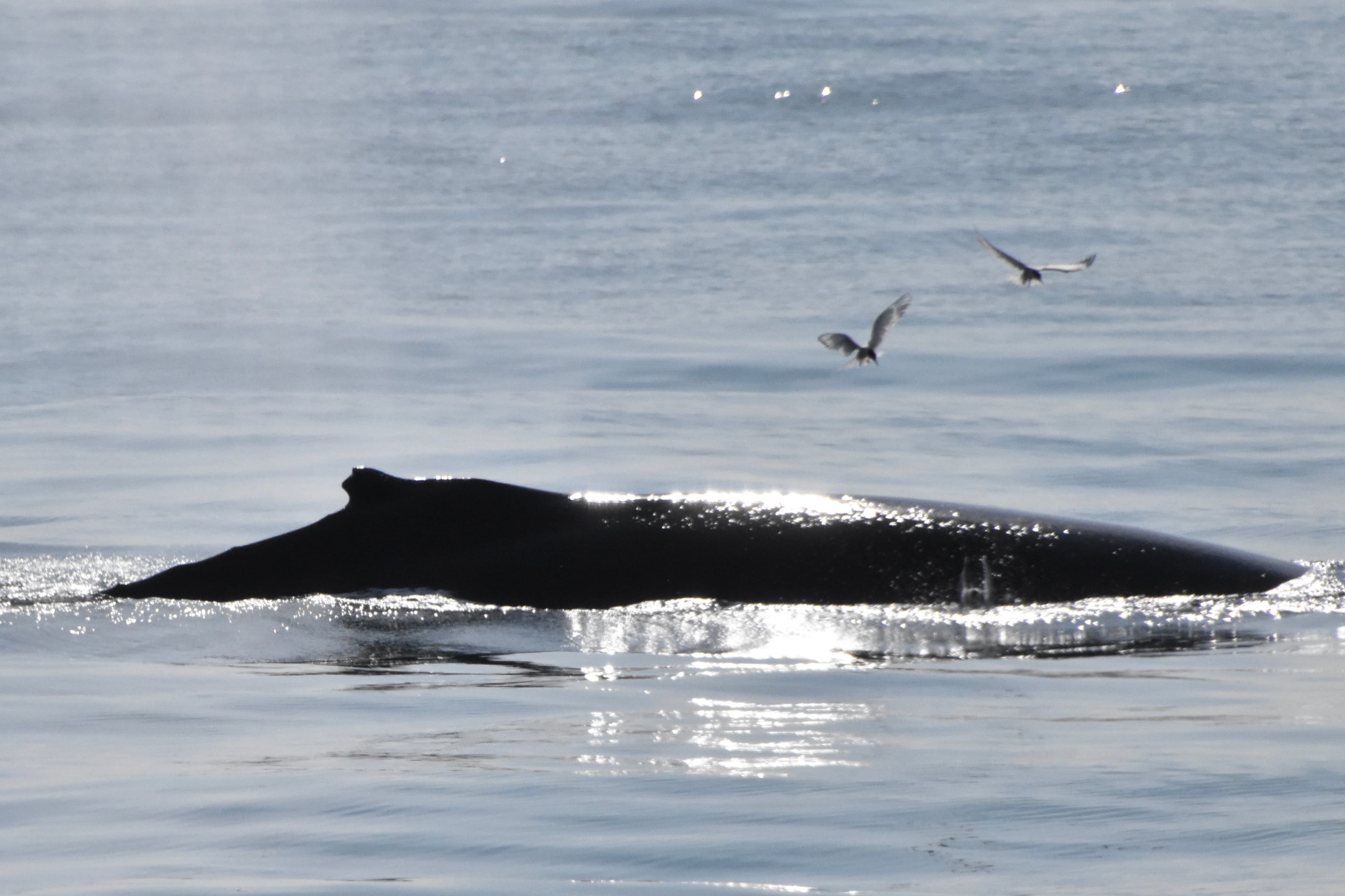 Whales & Lava Show - photo 8