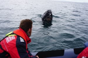 Whales, Puffins & Reykjavík - photo 17