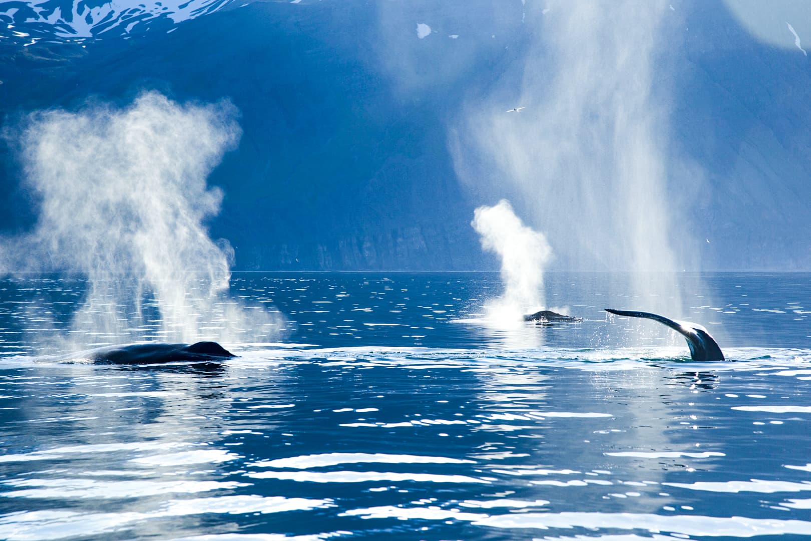 Silent Whale Watching (Carbon-Neutral) - photo 4