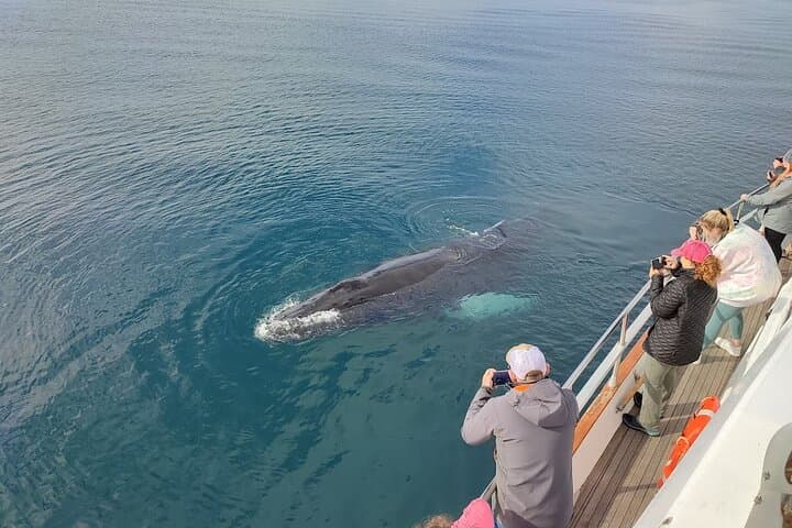 Whale Watching & Dolphin Yacht Cruise - photo 2