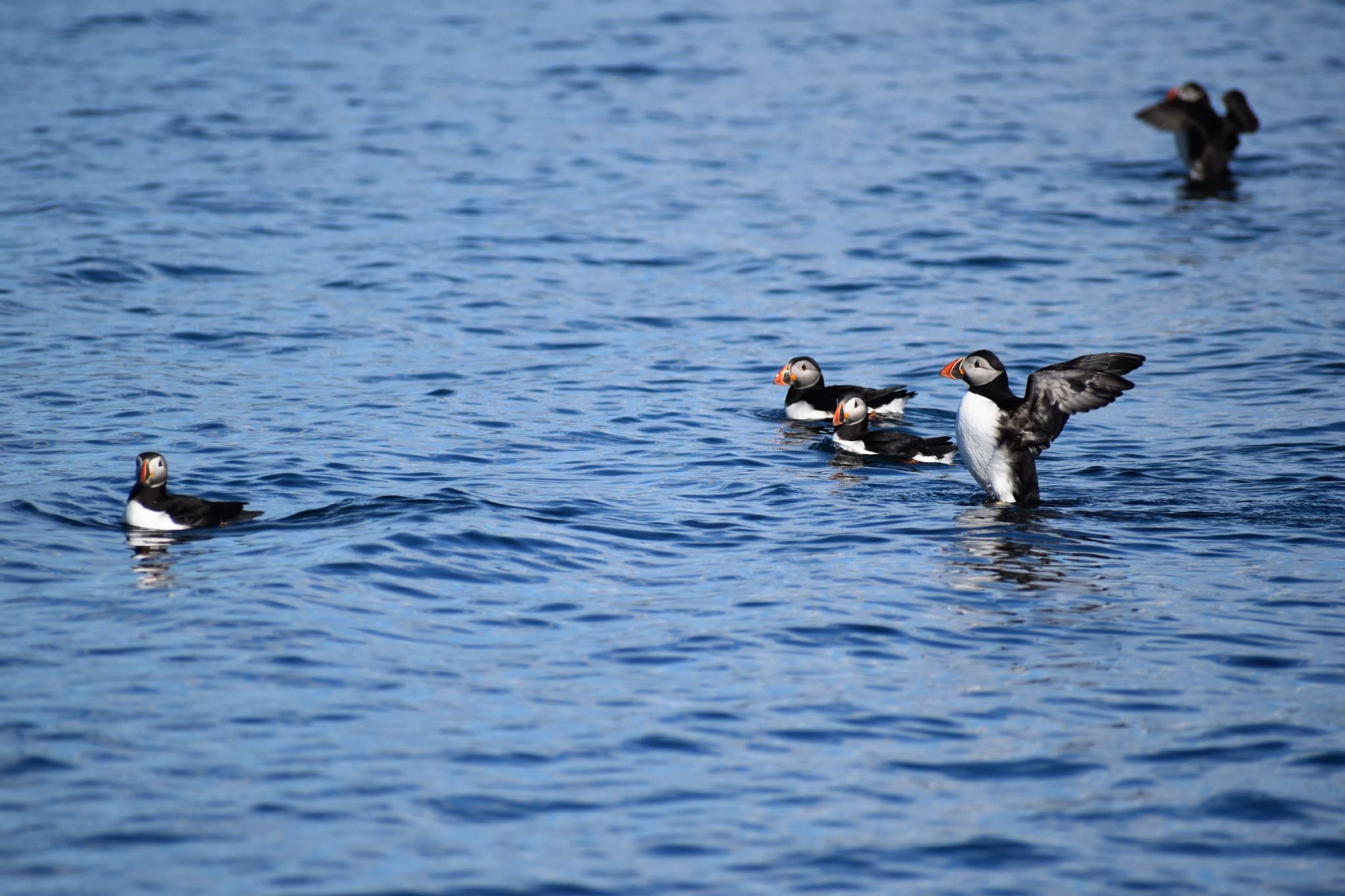 Reykjavík Classic Puffin Watching - photo 10