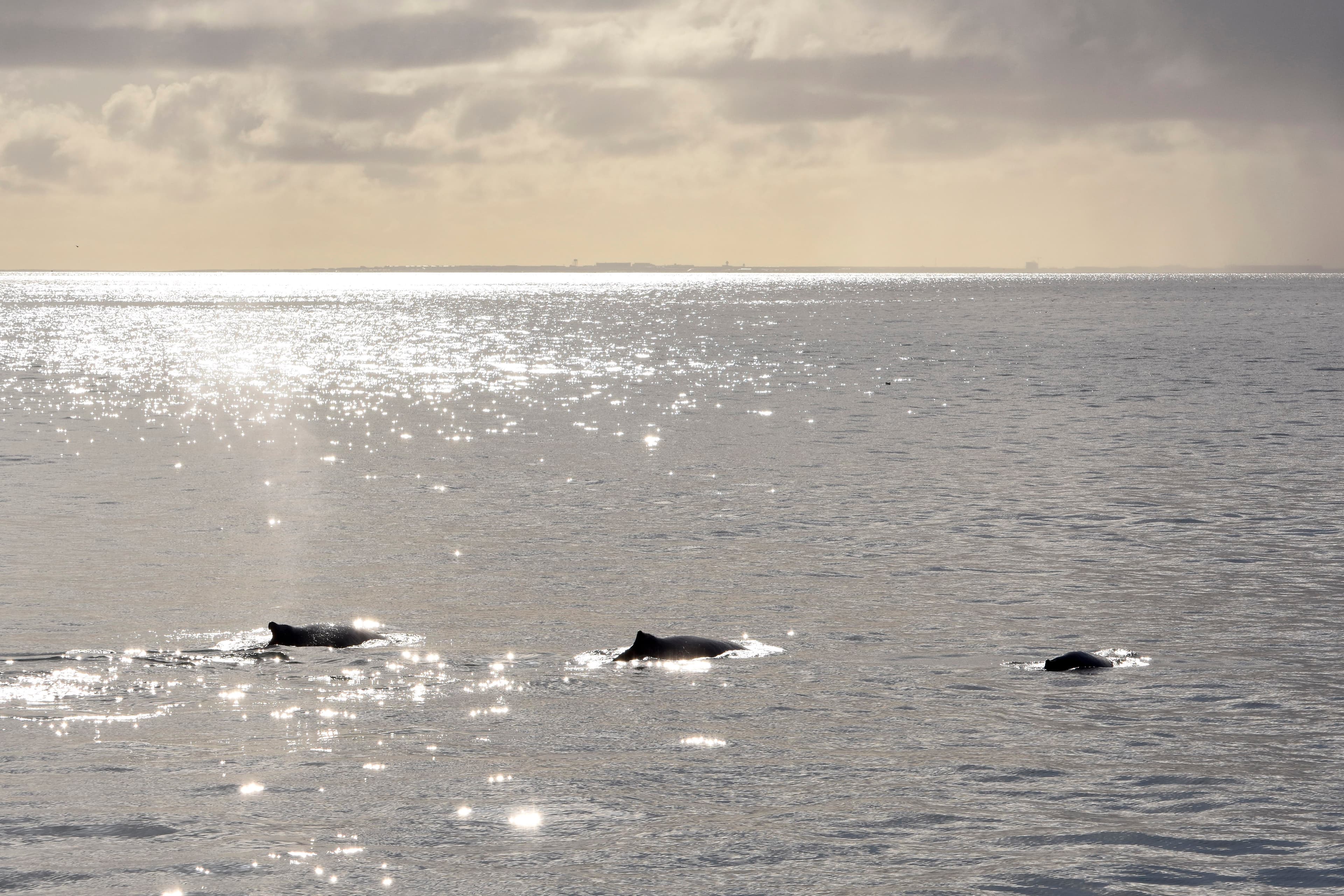 Premium Whales & Midnight Sun