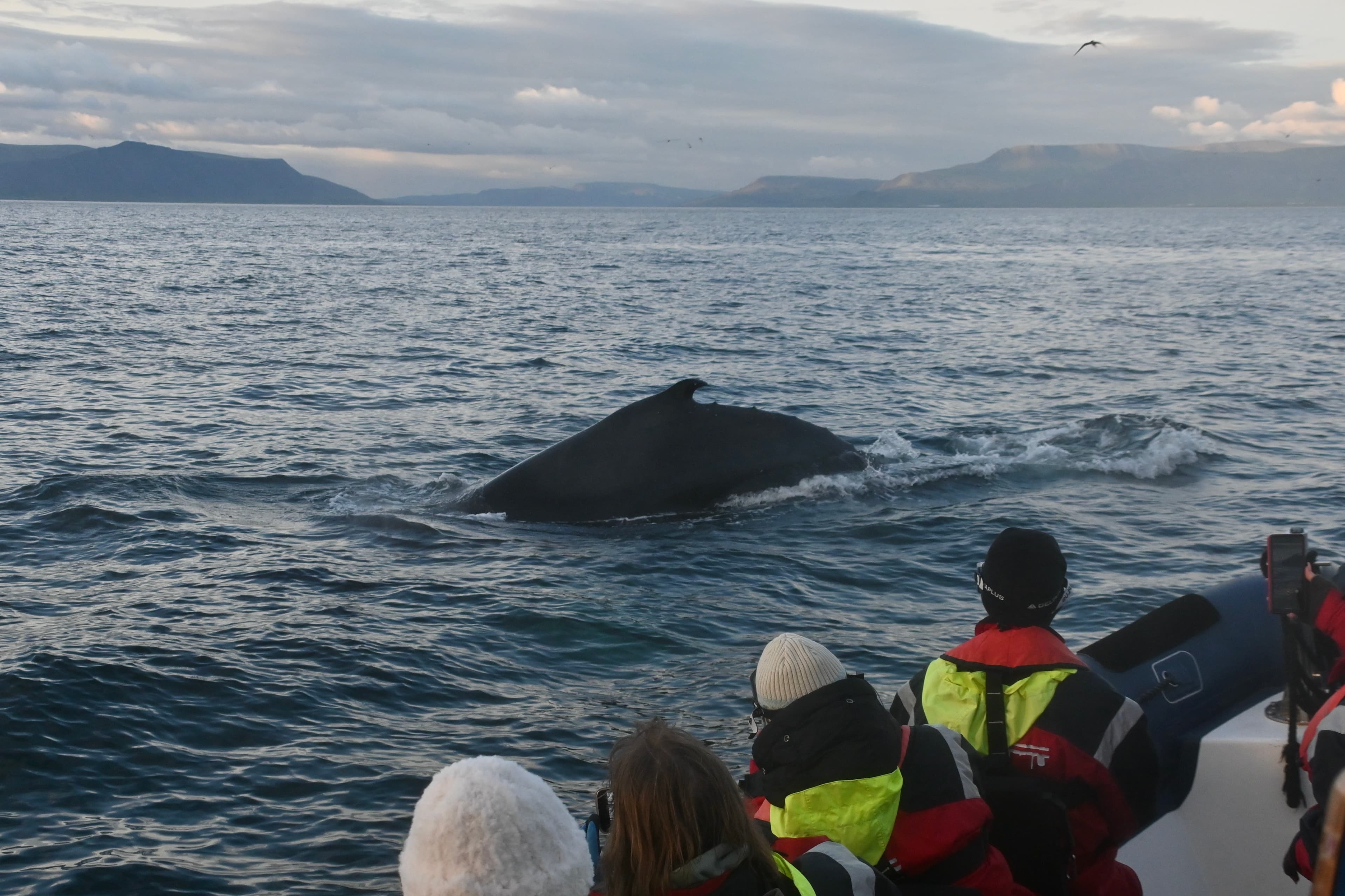 Reykjavík Premium Whales in the Midnight Sun - photo 3
