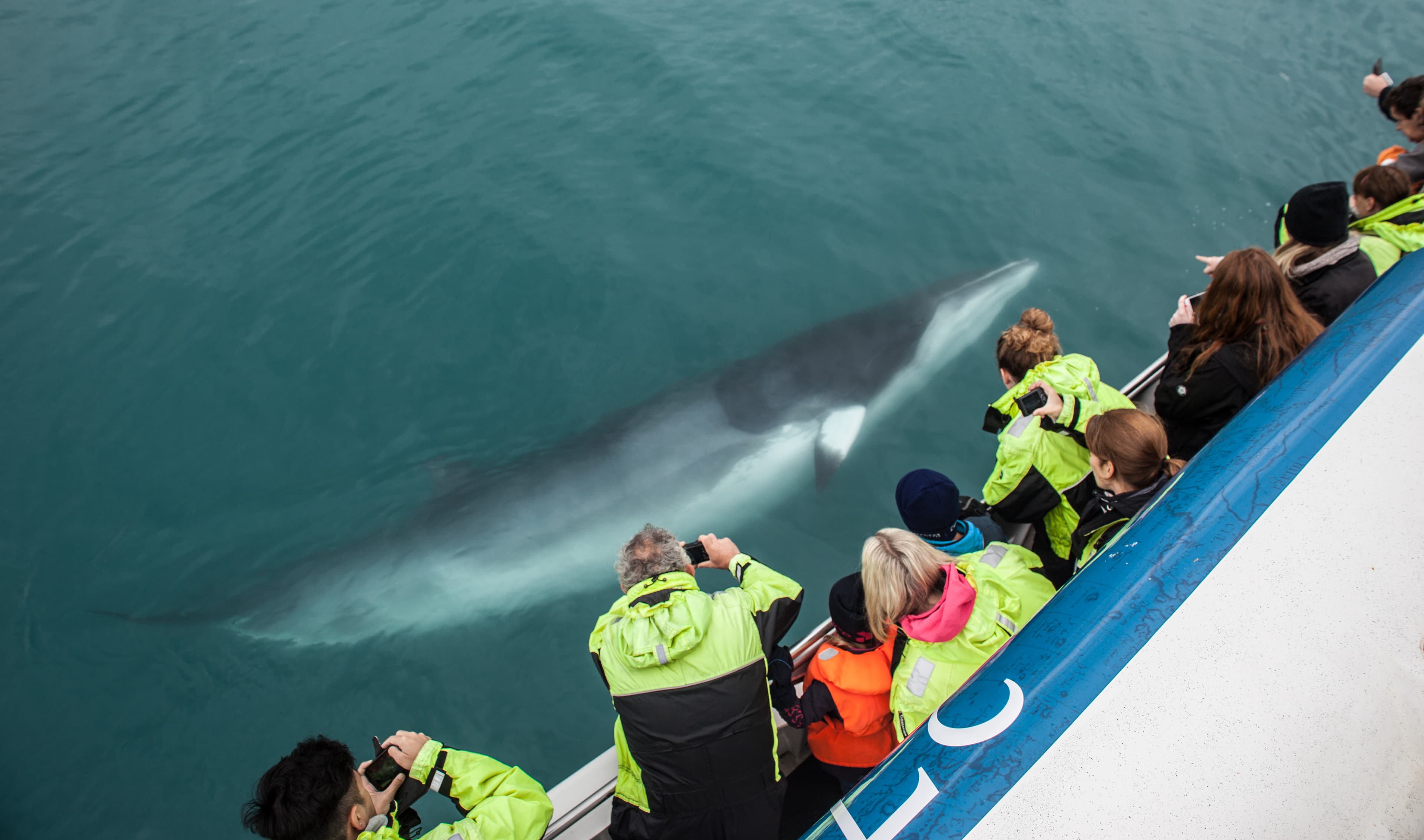 Whale Watching & Caving - photo 14