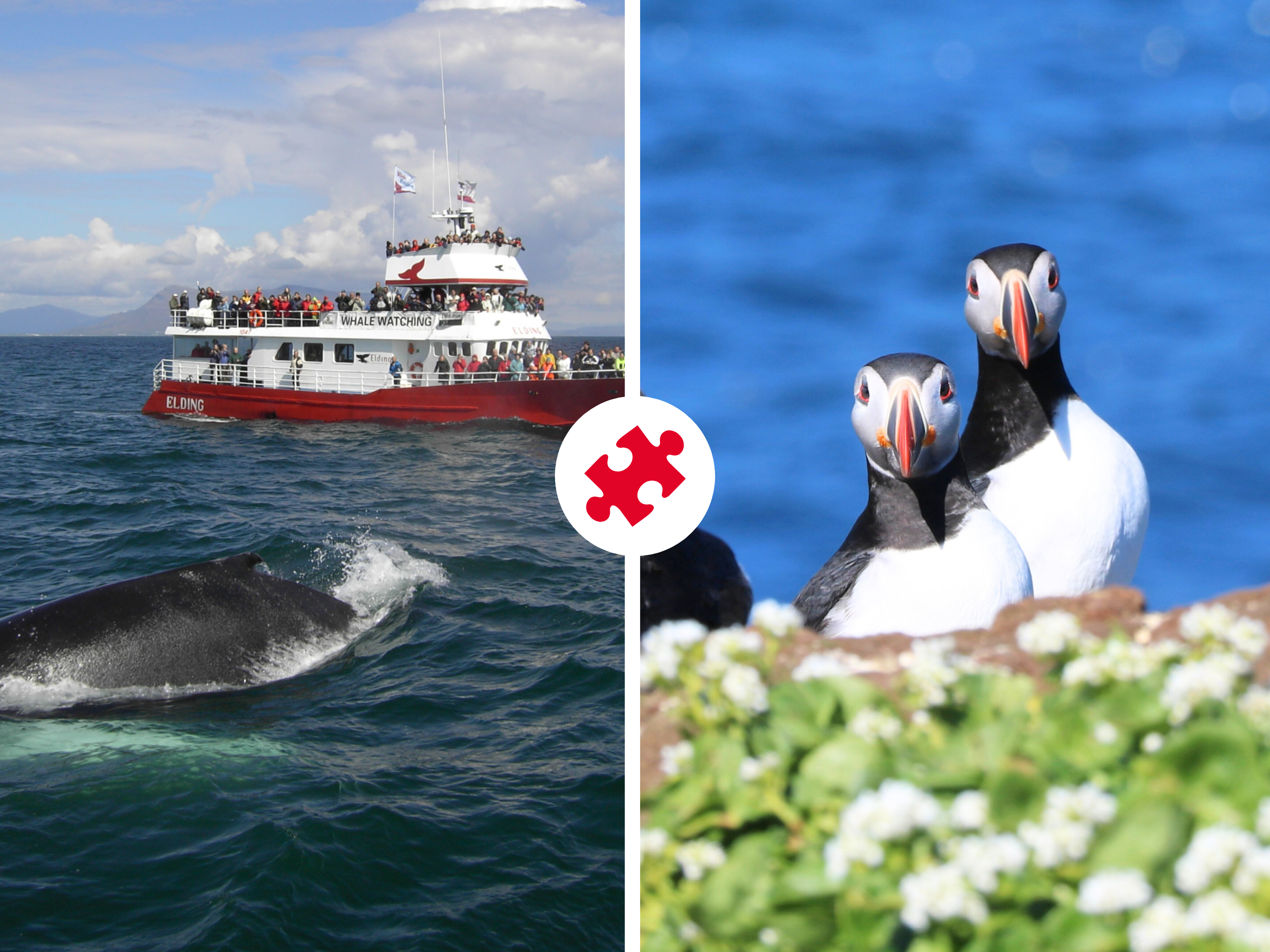 Reykjavík Whales & Puffins
