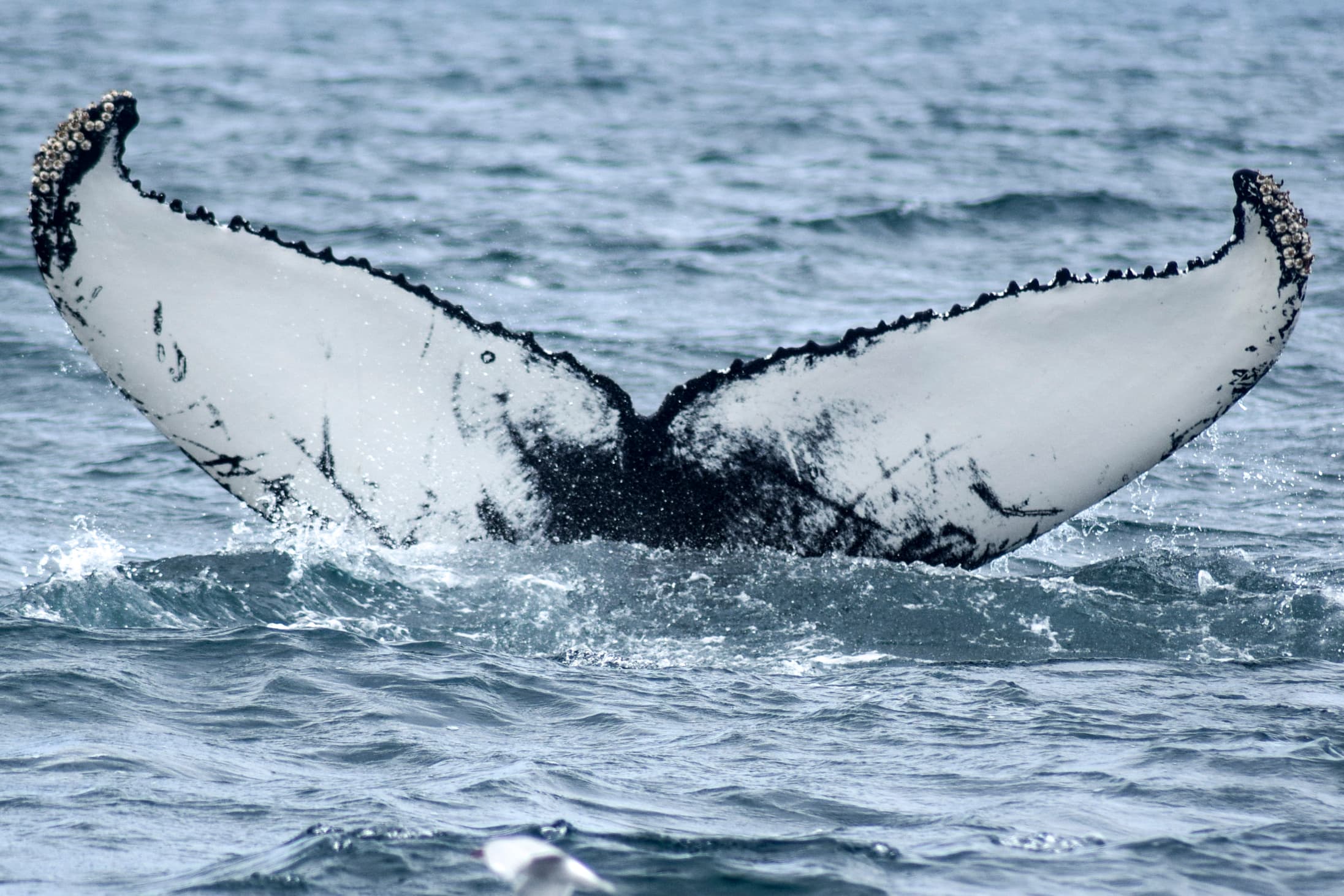 Akureyri Classic Whale Watching - photo 8