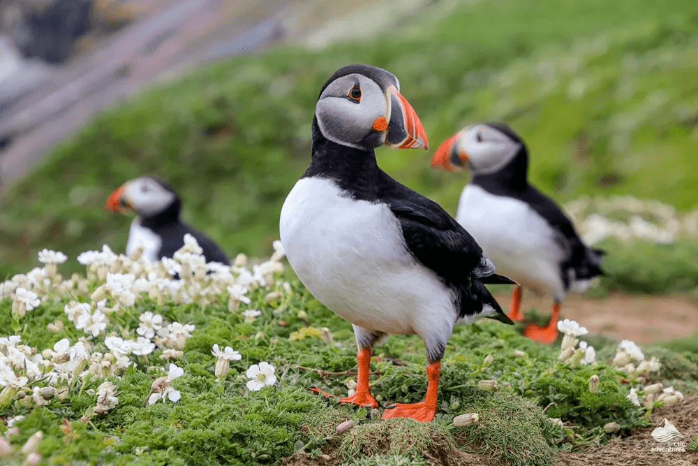 Vestmannaeyjar Day Tour - photo 12
