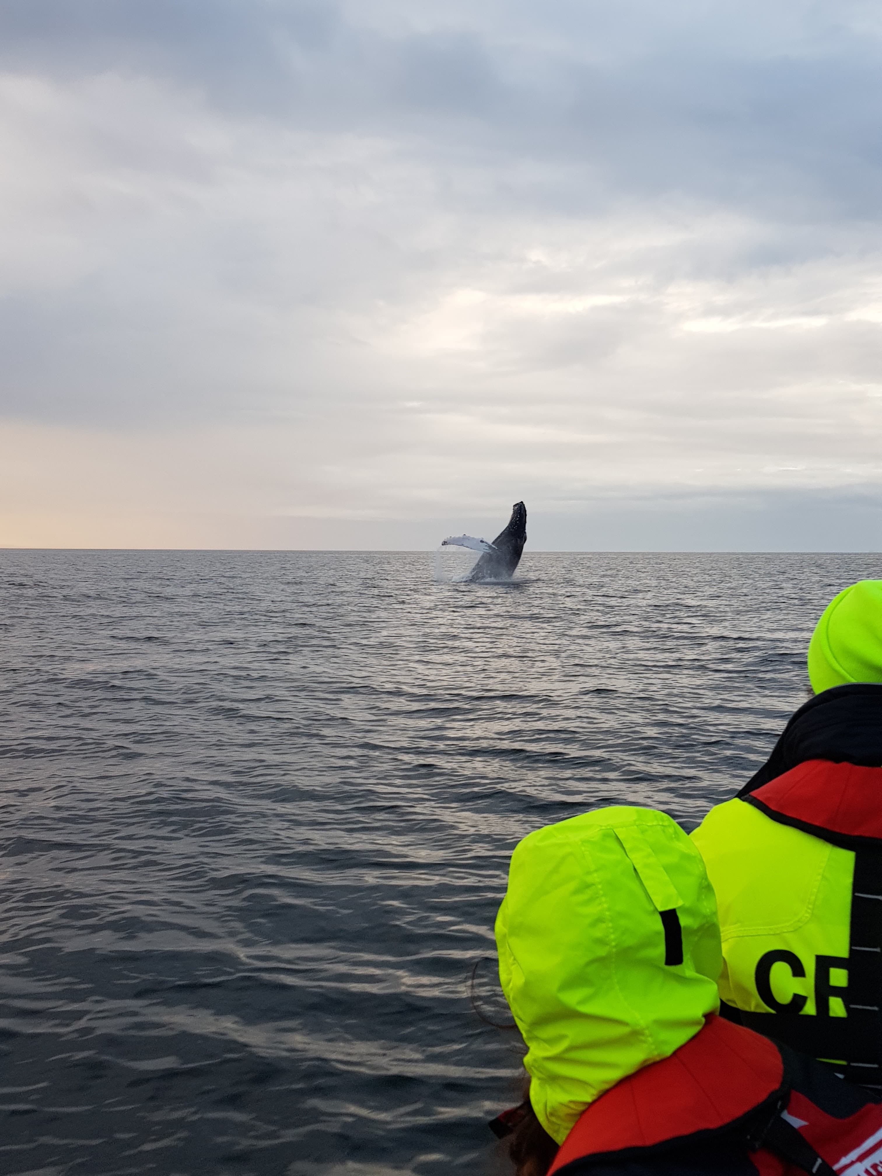 Premium Whales & Midnight Sun - photo 8