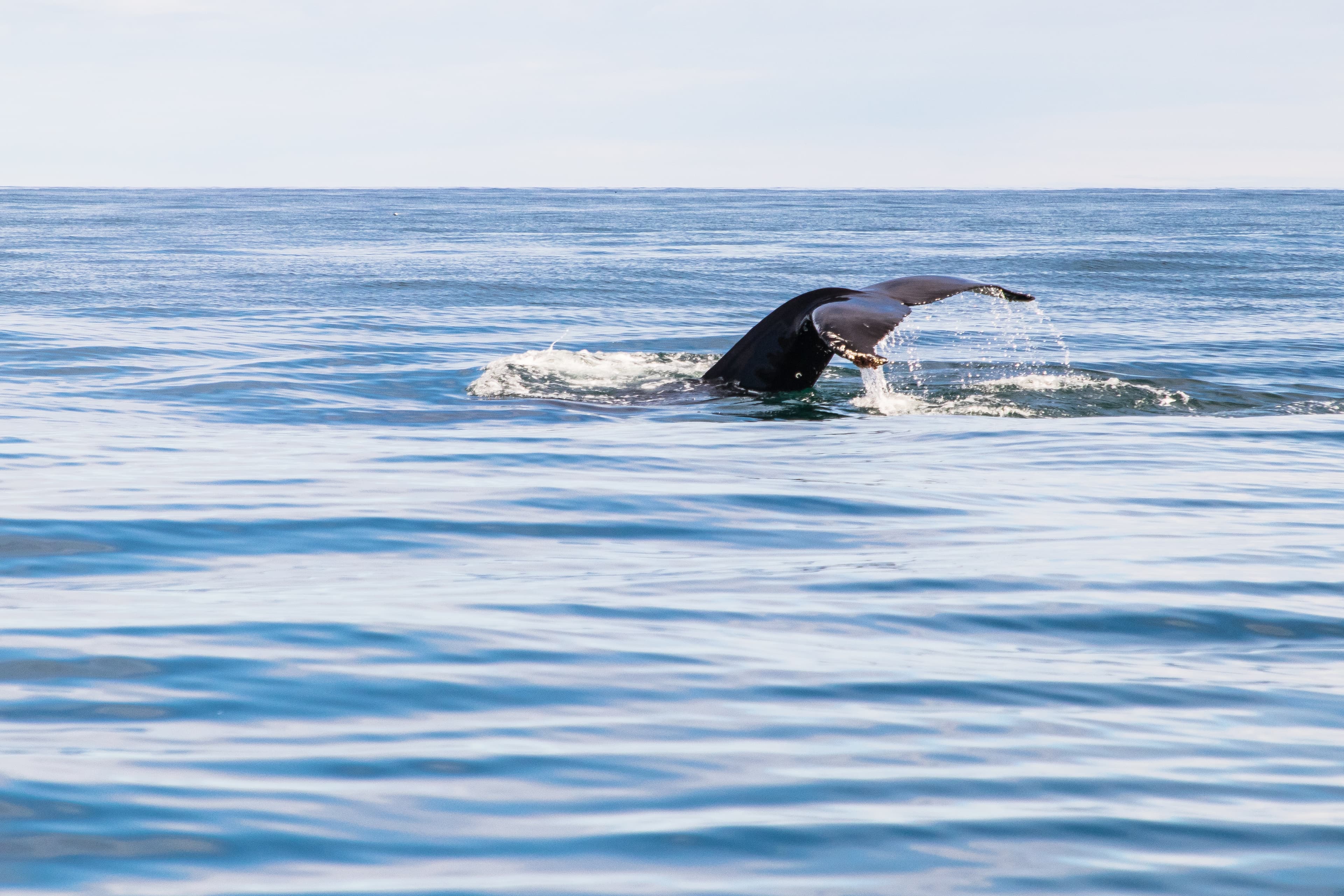 Whale Watching from Akureyri