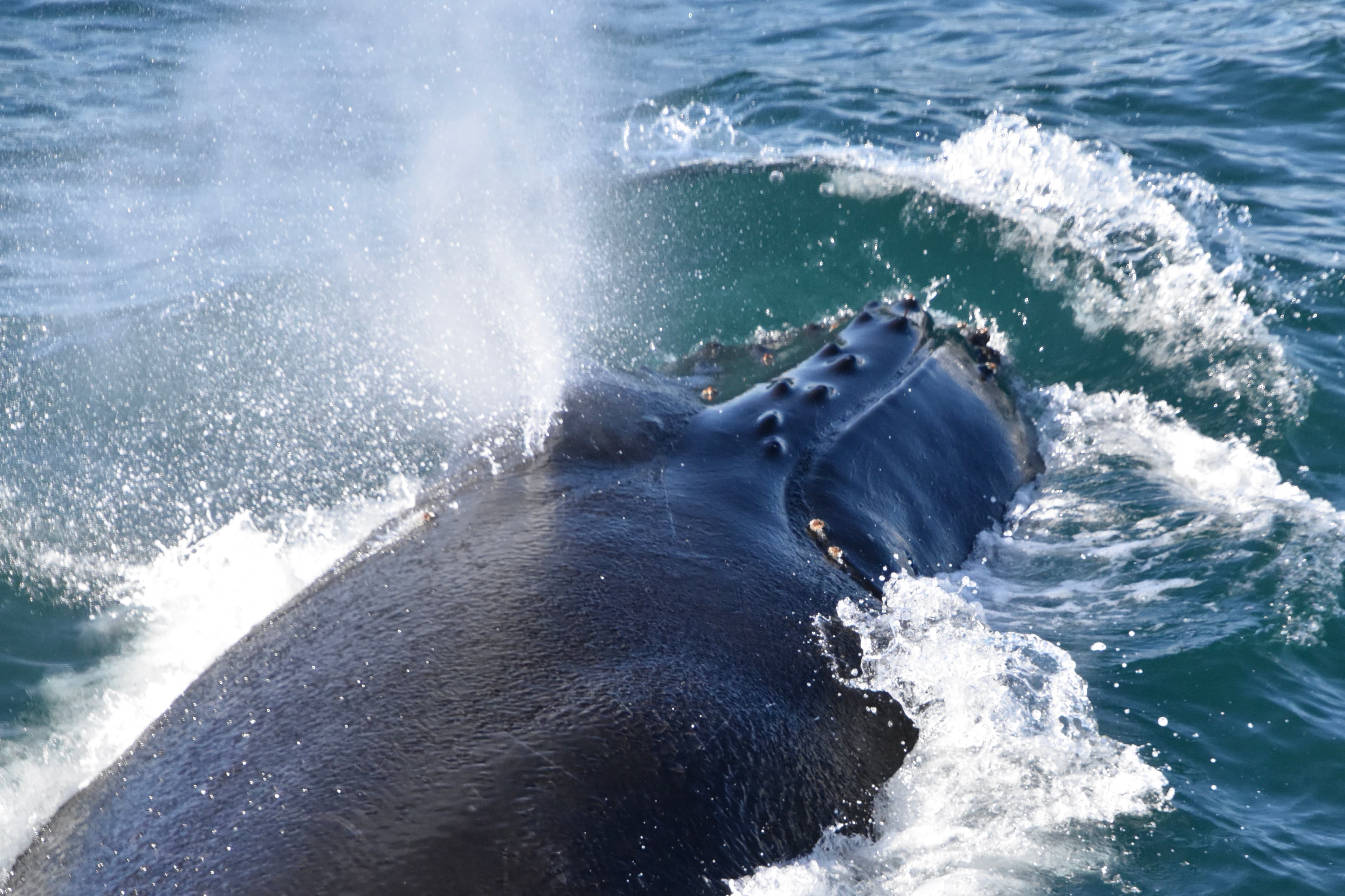 Whales & Lava Show