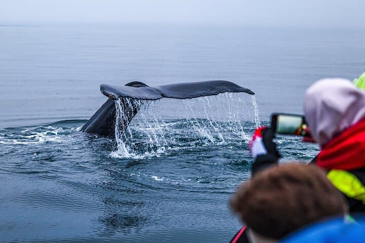 Big Whales & Puffins RIB boat tour - photo 7