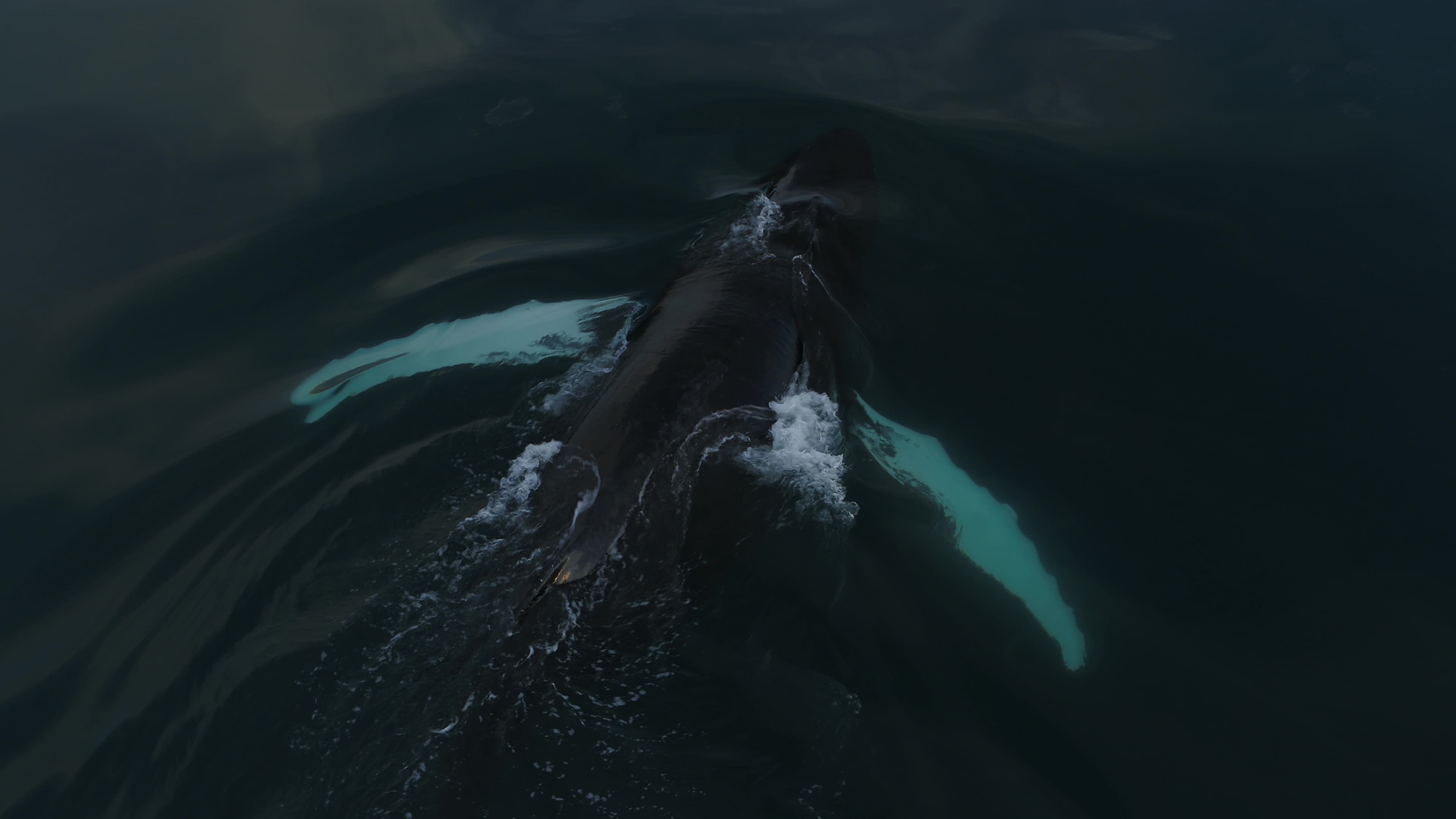 Whale Watching - photo 11