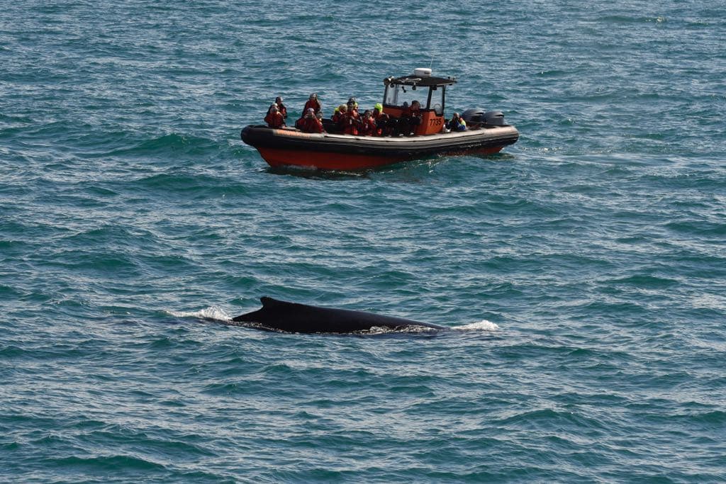 Reykjavík Premium Whale Watching - photo 21