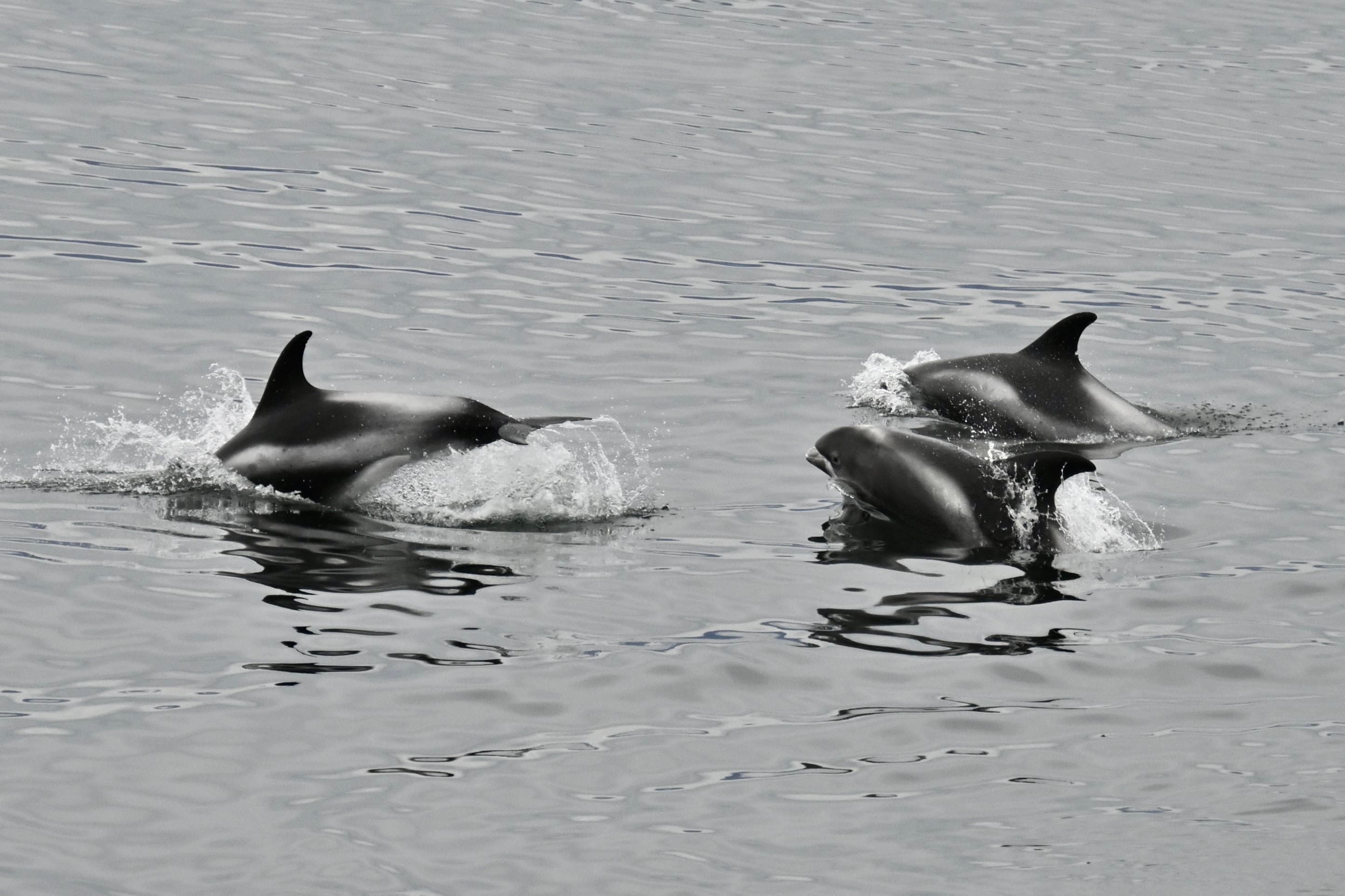 Reykjavík Whales & ATV - photo 9