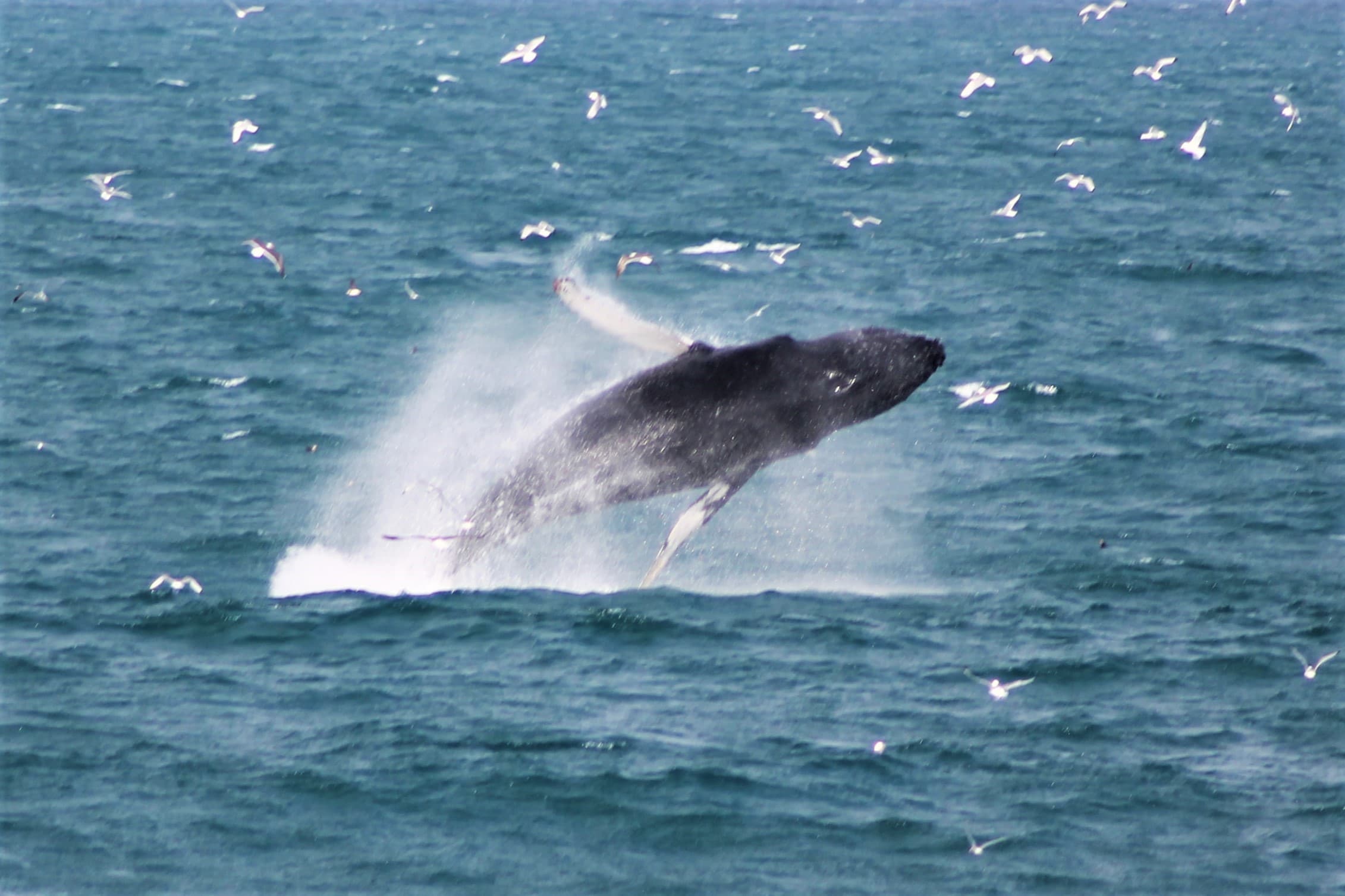 Whale Watching Excursion from Reykjavik & Whales of Iceland Exhibition: Explore the Sea's Giants - photo 4