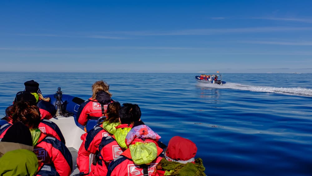 Whales, Puffins & Reykjavík - photo 9
