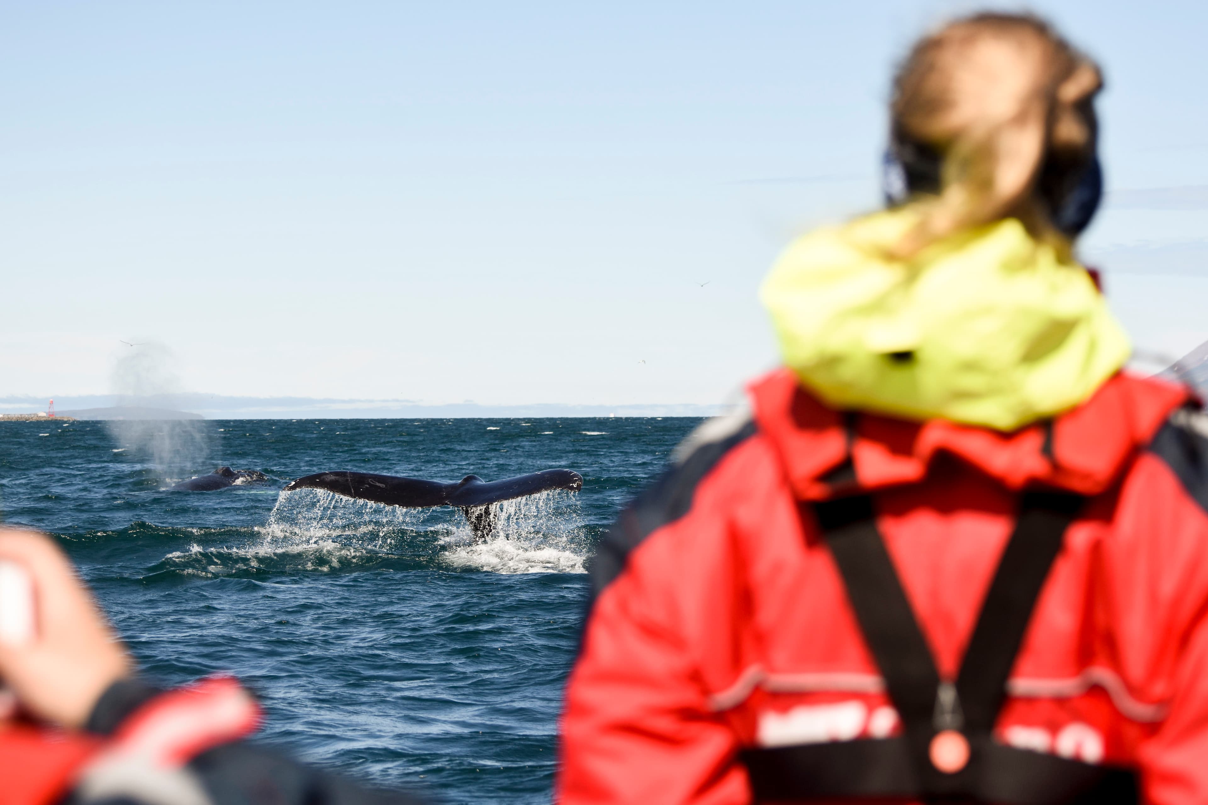 Akureyri Express Whales & Eyjafjord - photo 7