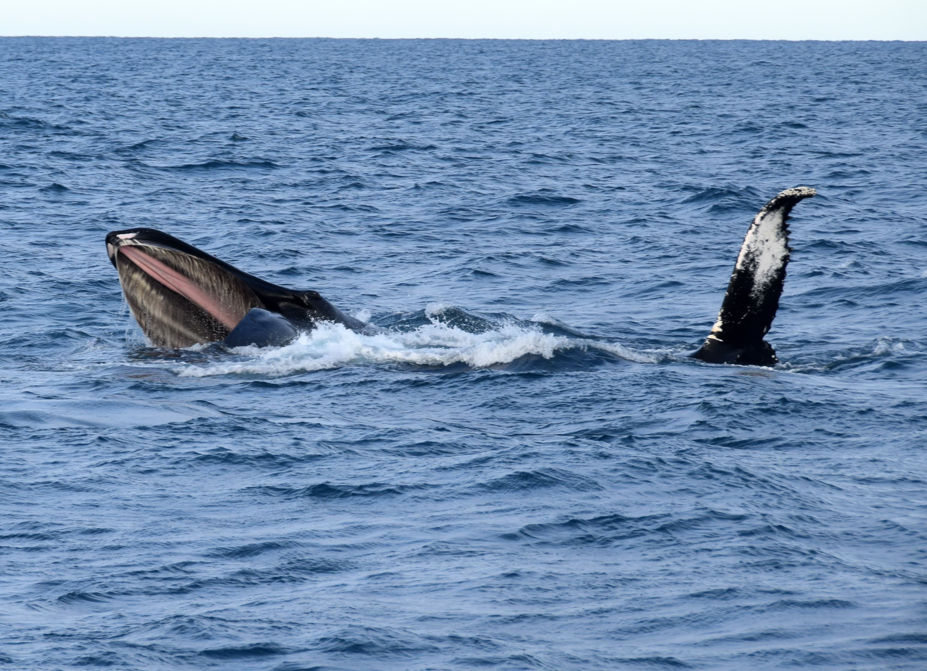 Whales & Horses - photo 10