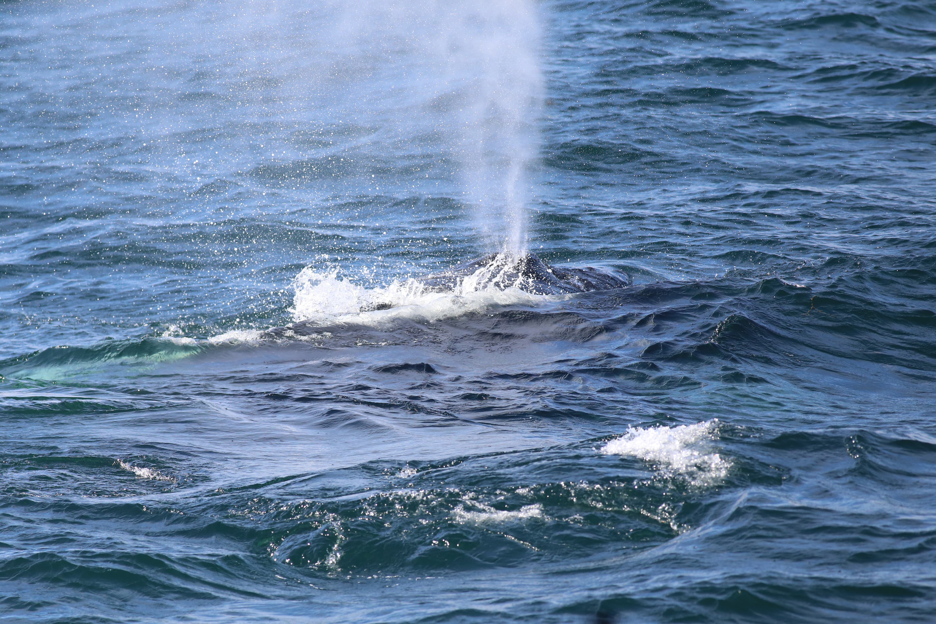 Whale Wonders: Morning Expedition - photo 12