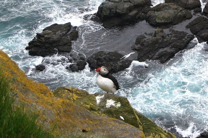 Whale Watching & Dolphin Yacht Cruise - photo 15