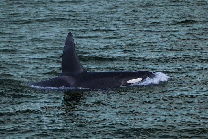 Whale Watching & Dolphin Yacht Cruise - photo 10