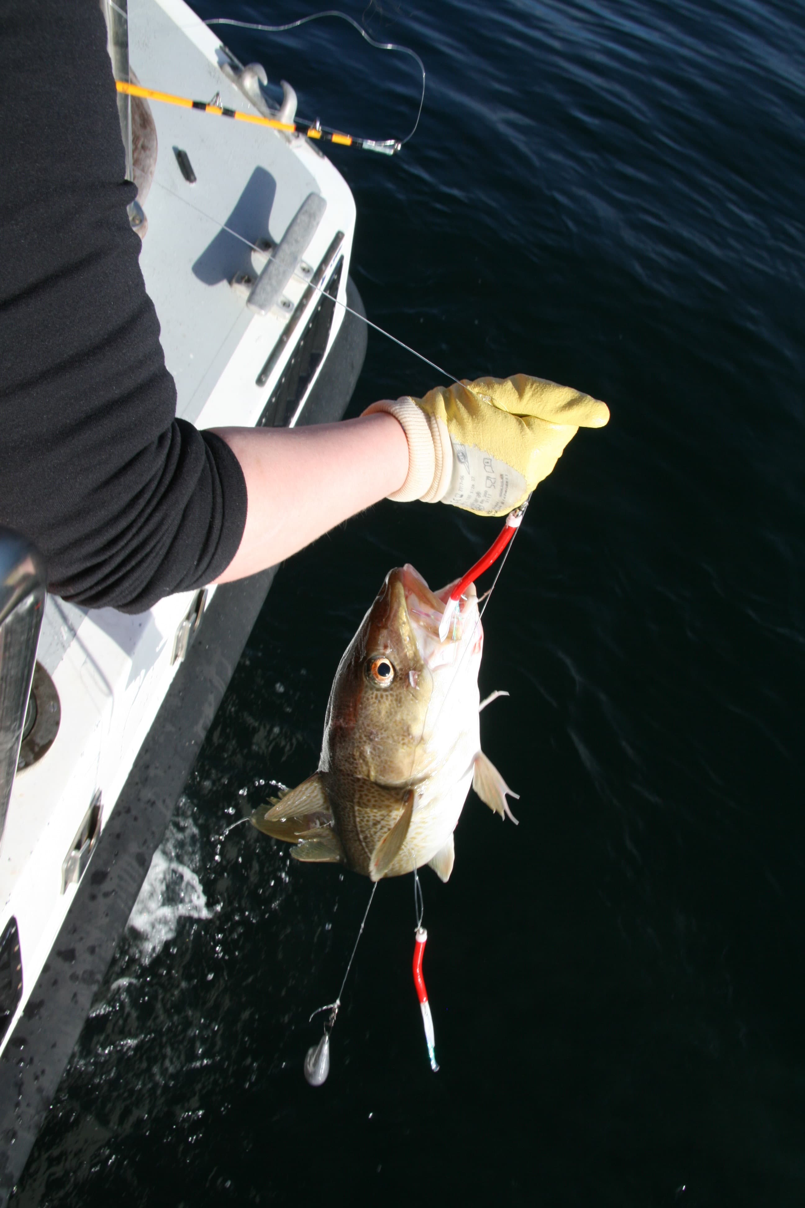 Reykjavík Sea Angling Gourmet