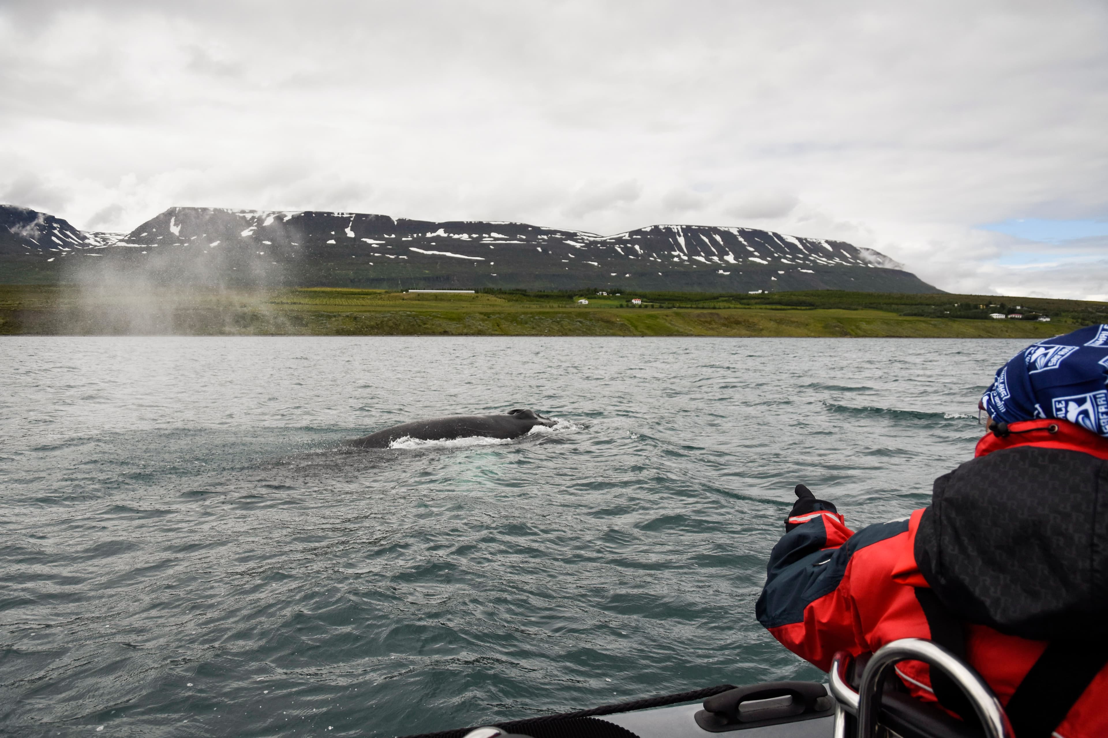 Akureyri Express Whales & Eyjafjord - photo 8
