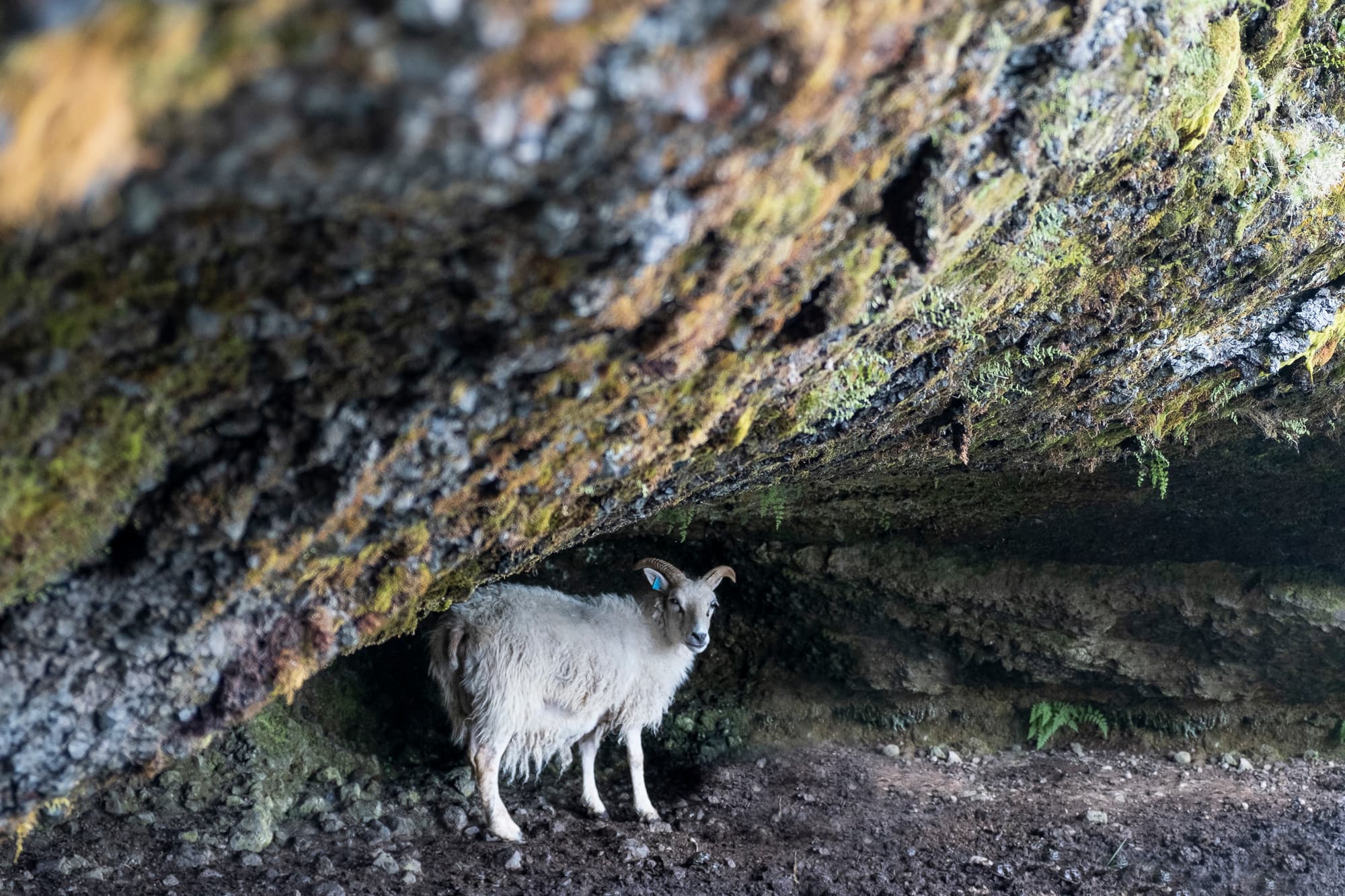 Snæfellsnes Peninsula Small Group Tour - photo 9
