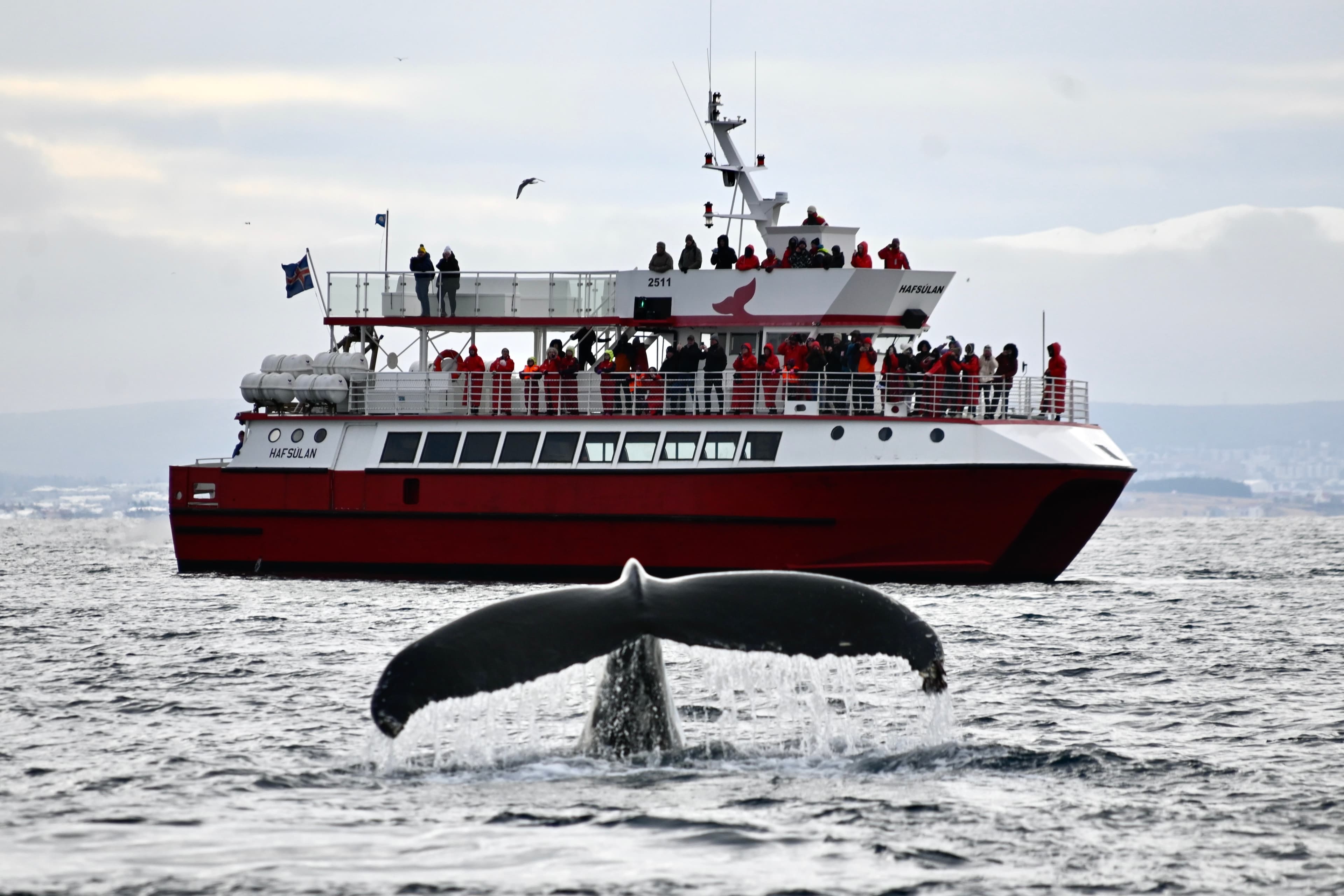 Reykjavík Whales & Diving - photo 2
