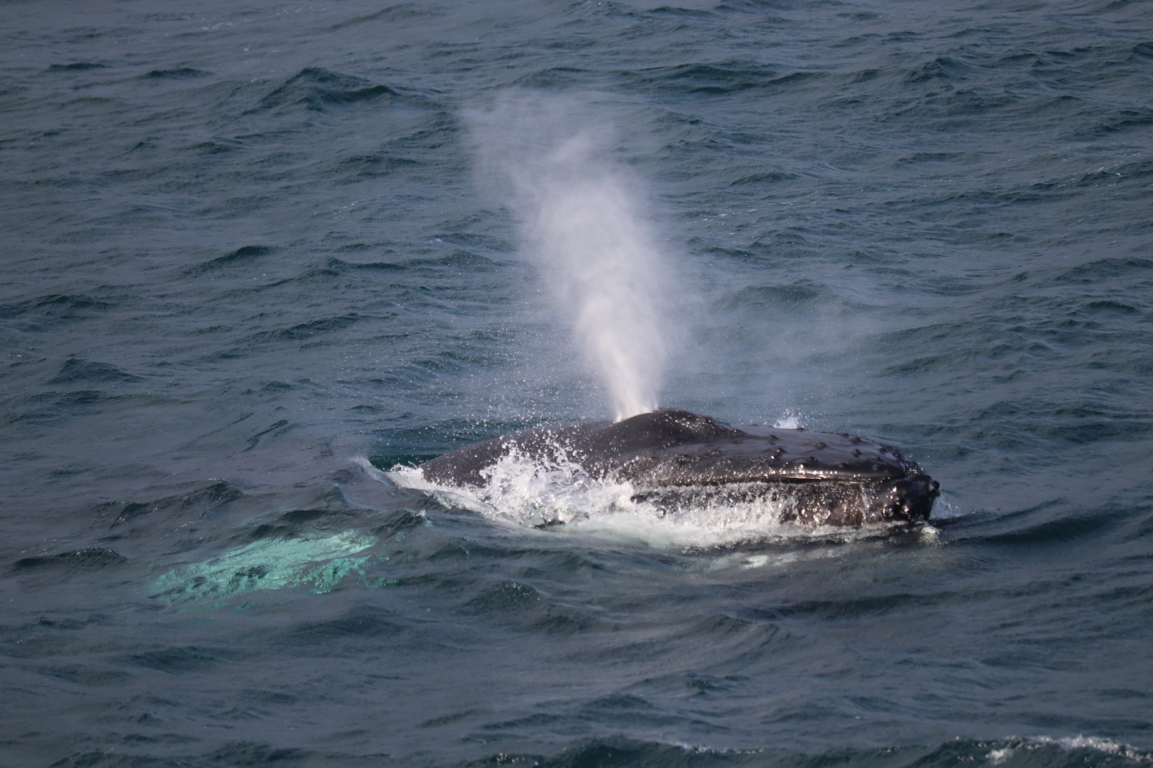 Whales & Sea Angling - photo 11