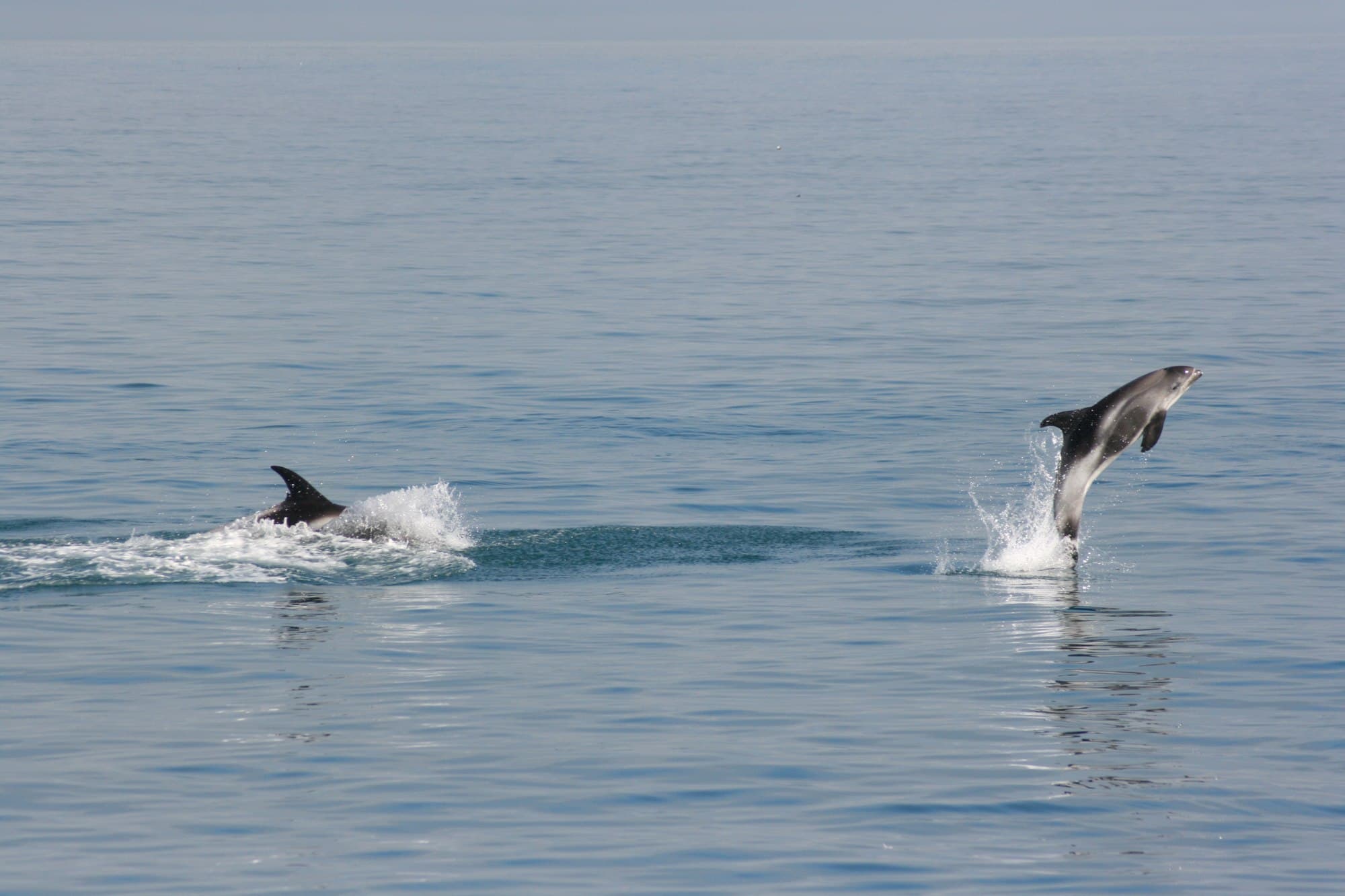 Classic Whale Watching from Dalvík - photo 11