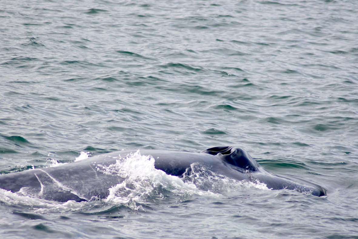 Express Whale Watching From Dalvík - photo 4