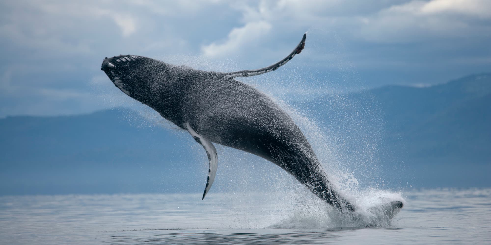 ATV & Whale Watching - photo 4