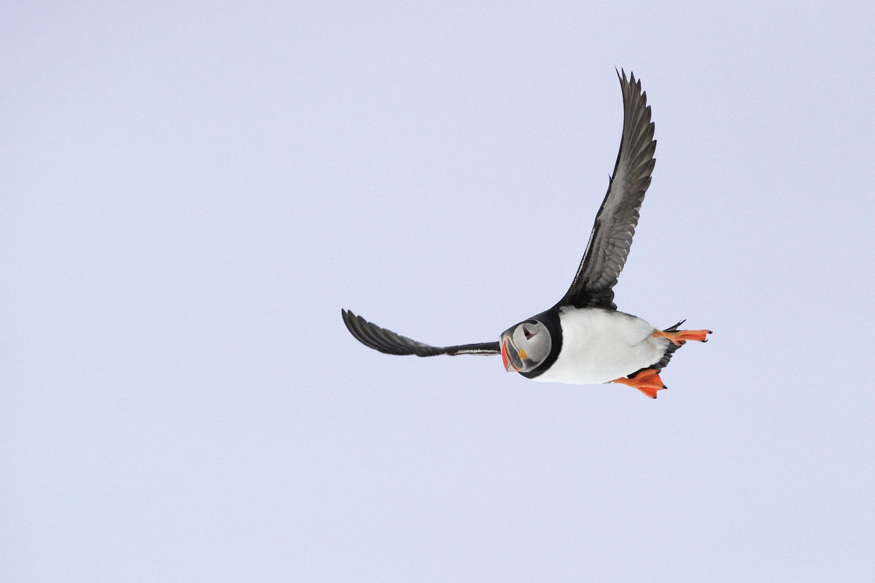 Puffin Express: 1-Hour Close Encounter with Adorable Birds