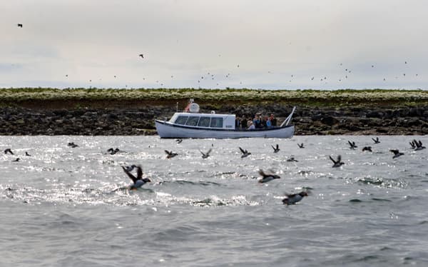 Horses & Puffins (Elfin Tour) - photo 5
