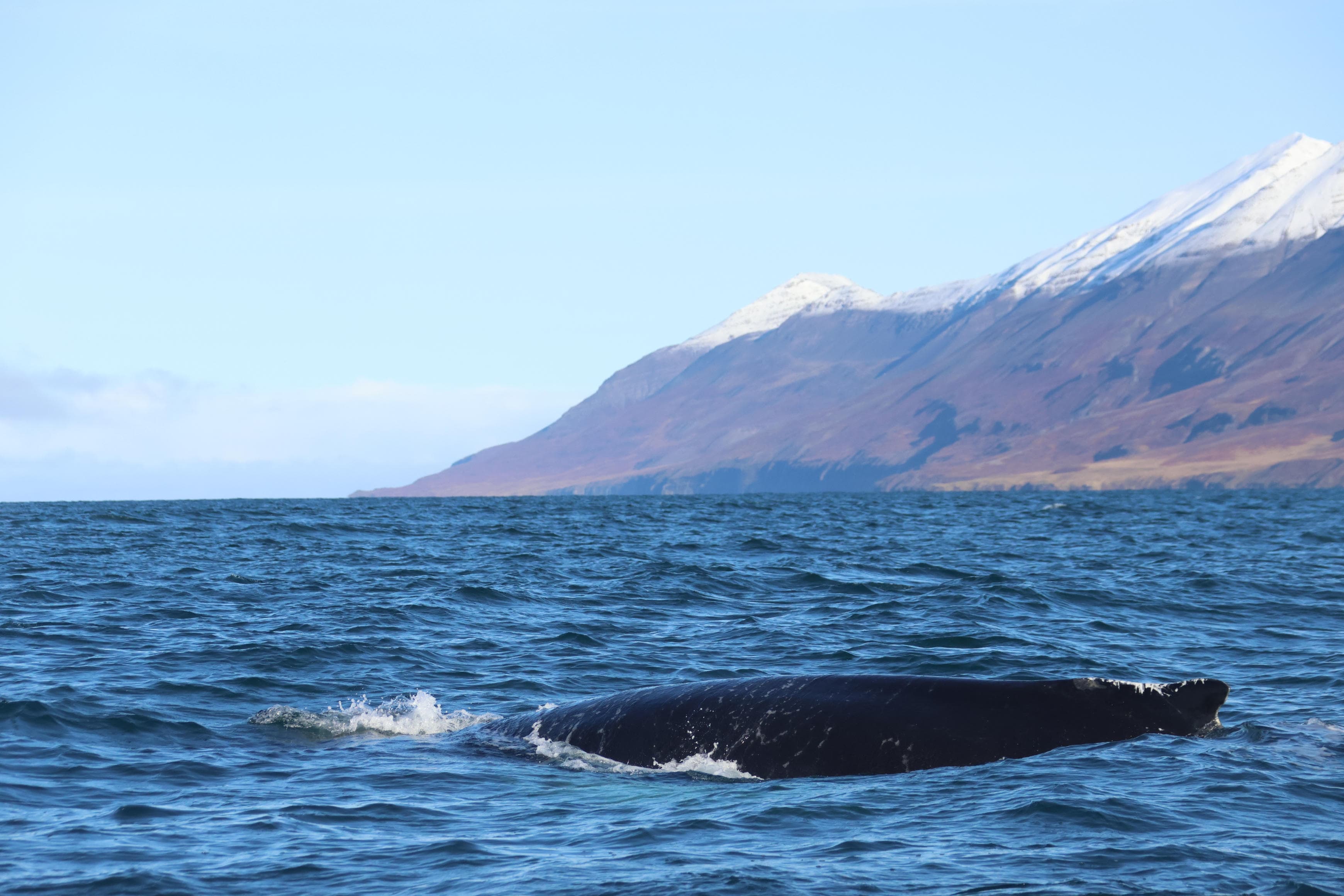 Akureyri Classic Whale Watching - photo 25