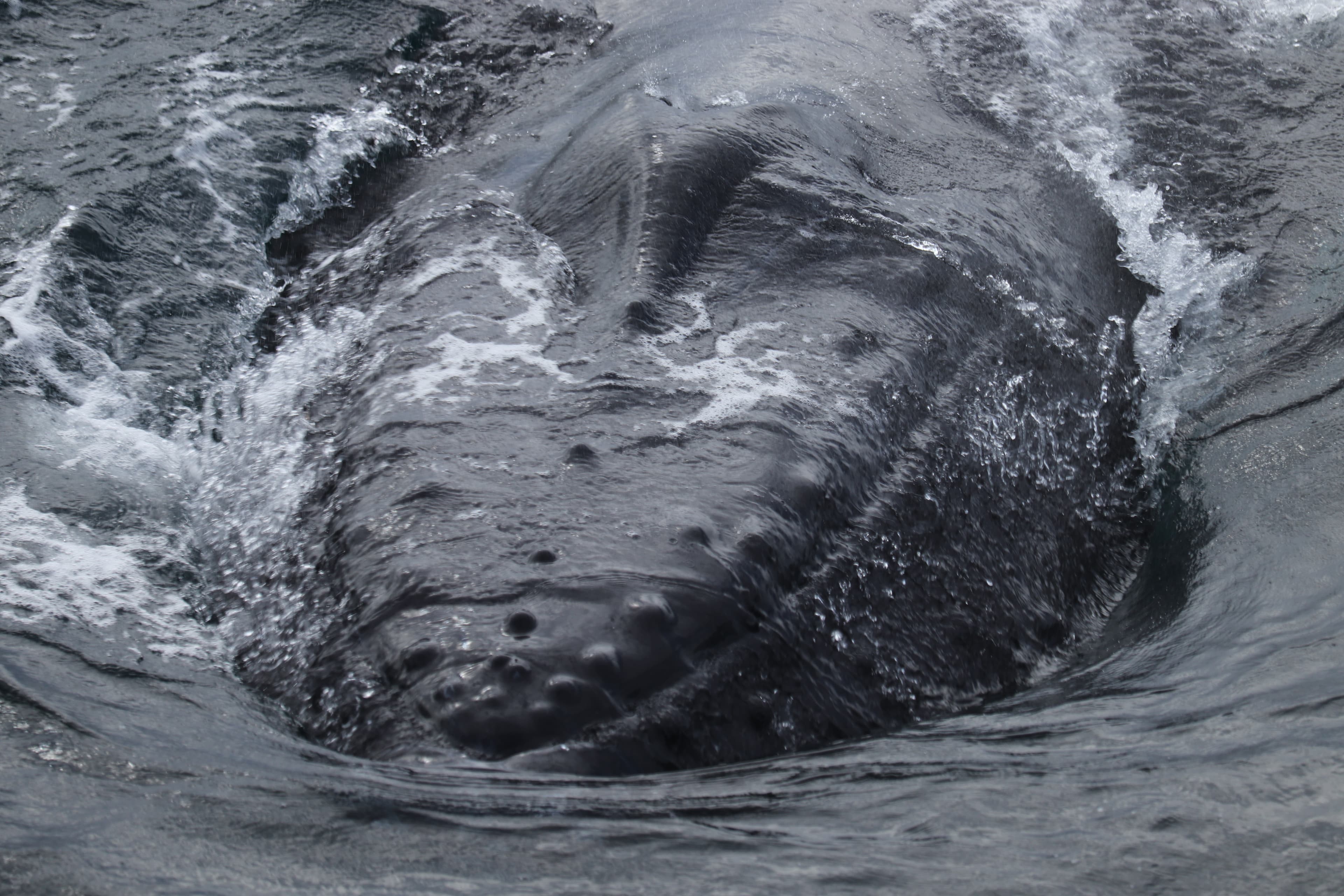 Best Value Whale Watching tour from Reykjavik - photo 23