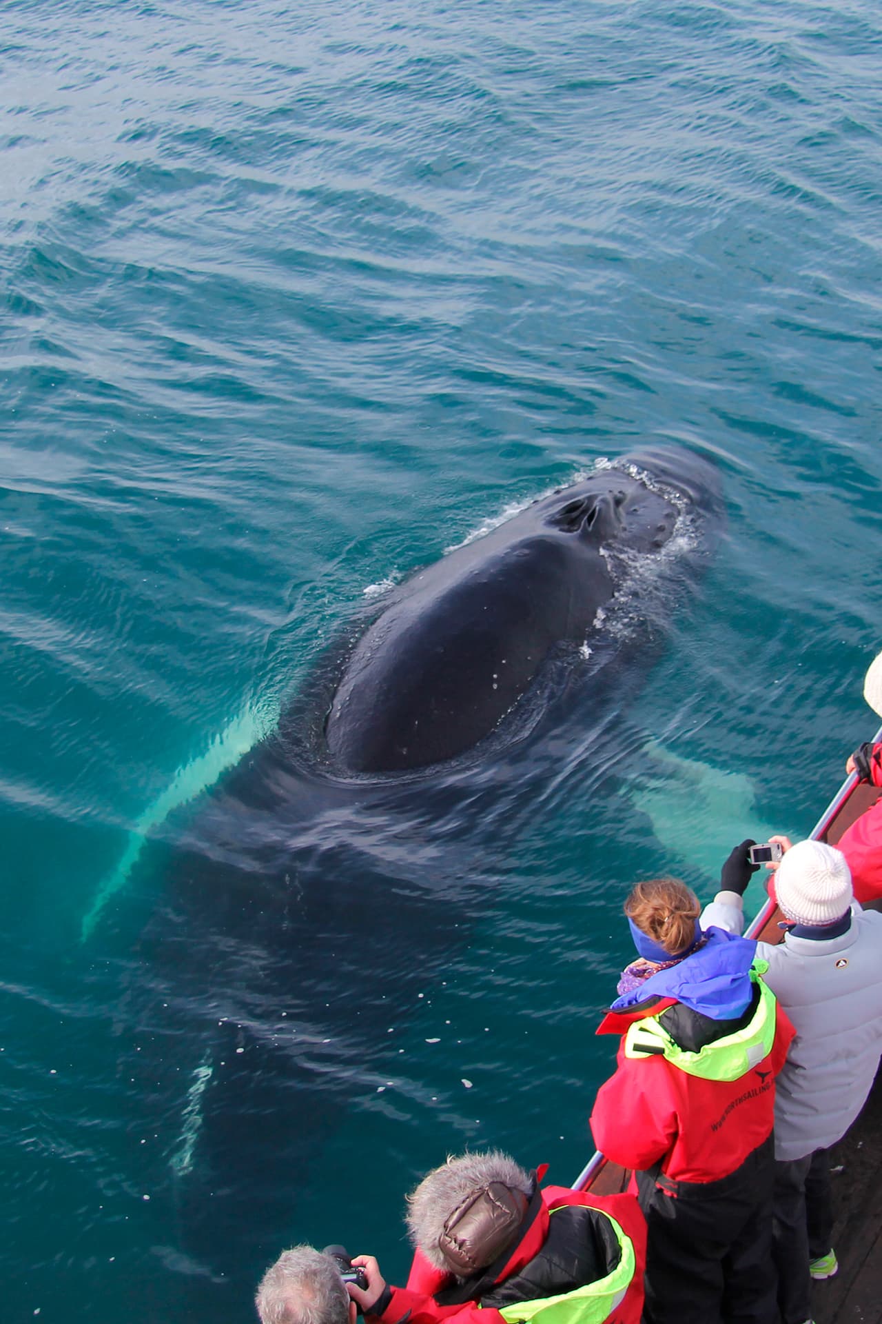 Whale Watching Eyjafjörður: From Árskógssandur - photo 4