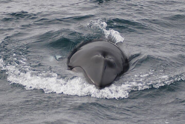 Whale Watching & Dolphin Yacht Cruise - photo 17