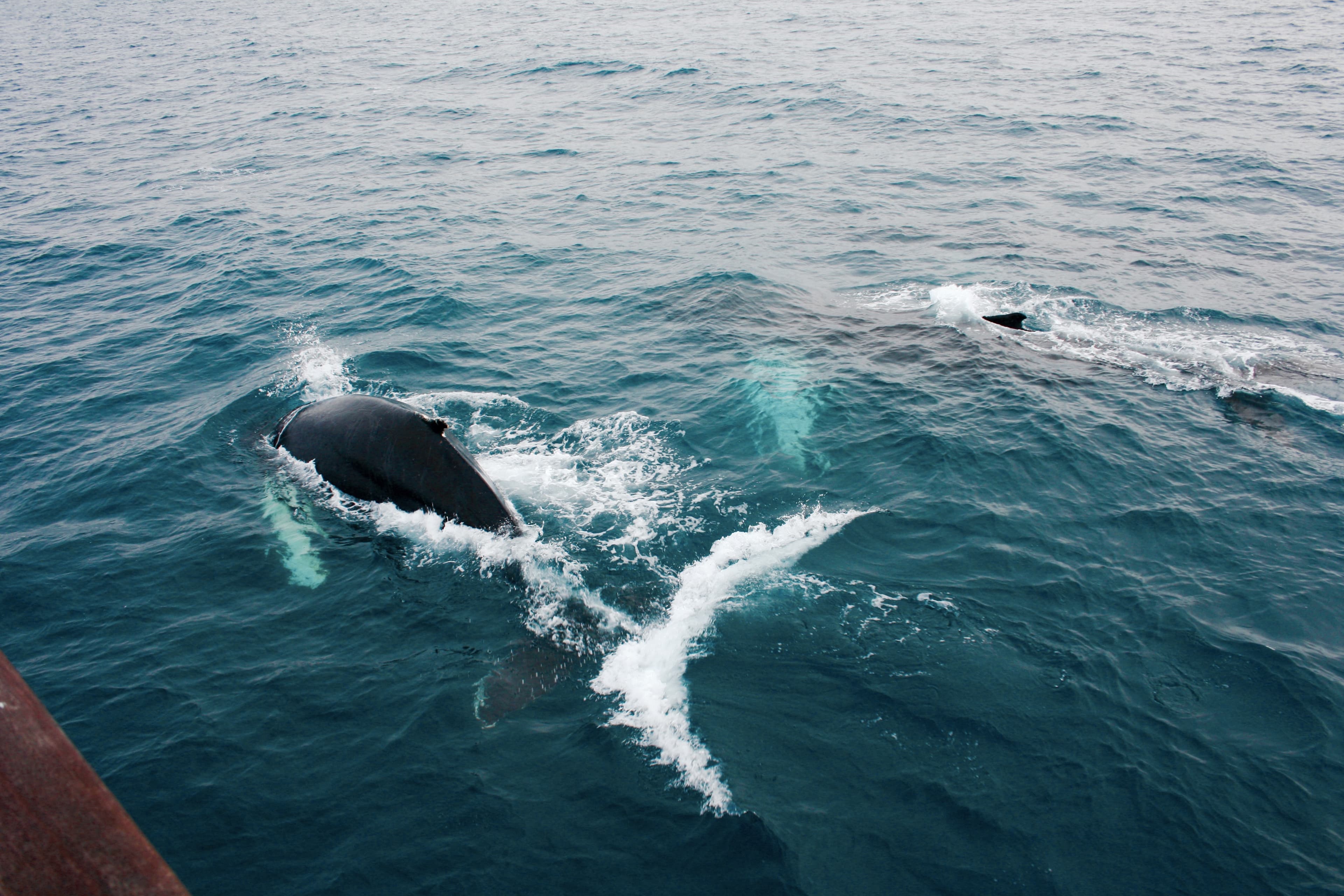 Best Value Whale Watching tour from Reykjavik - photo 33